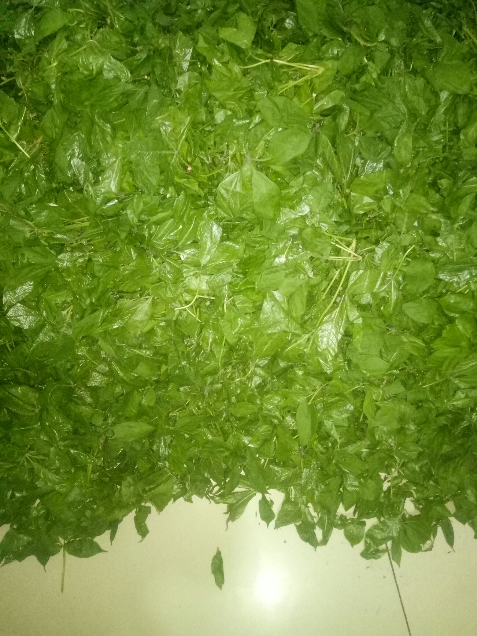 反正拍一夏#我喜欢吃的树叶