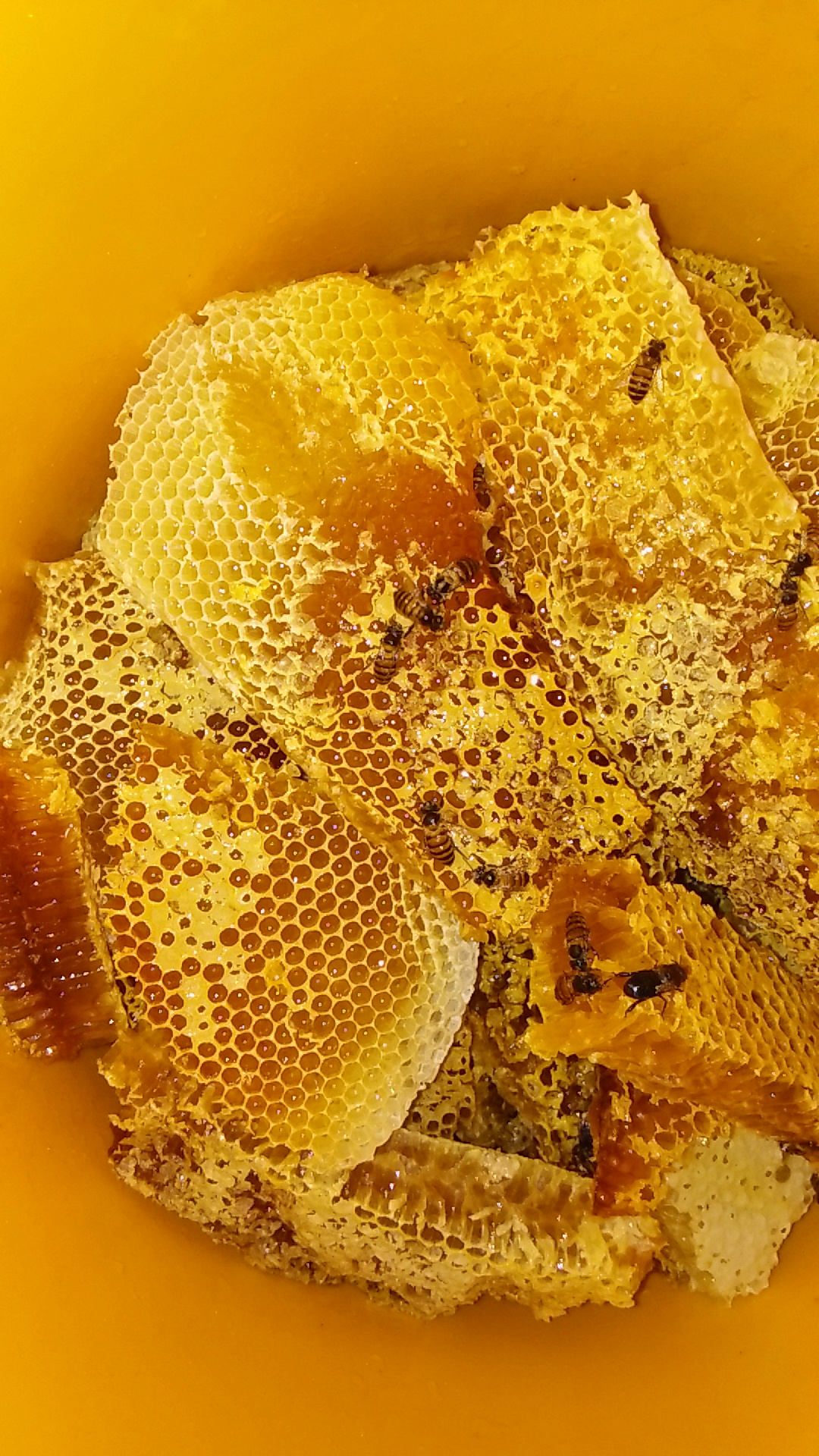 野蜜蜂糖,需要的亲们可以连系我1365876078._帖子_oppo手机官方社区