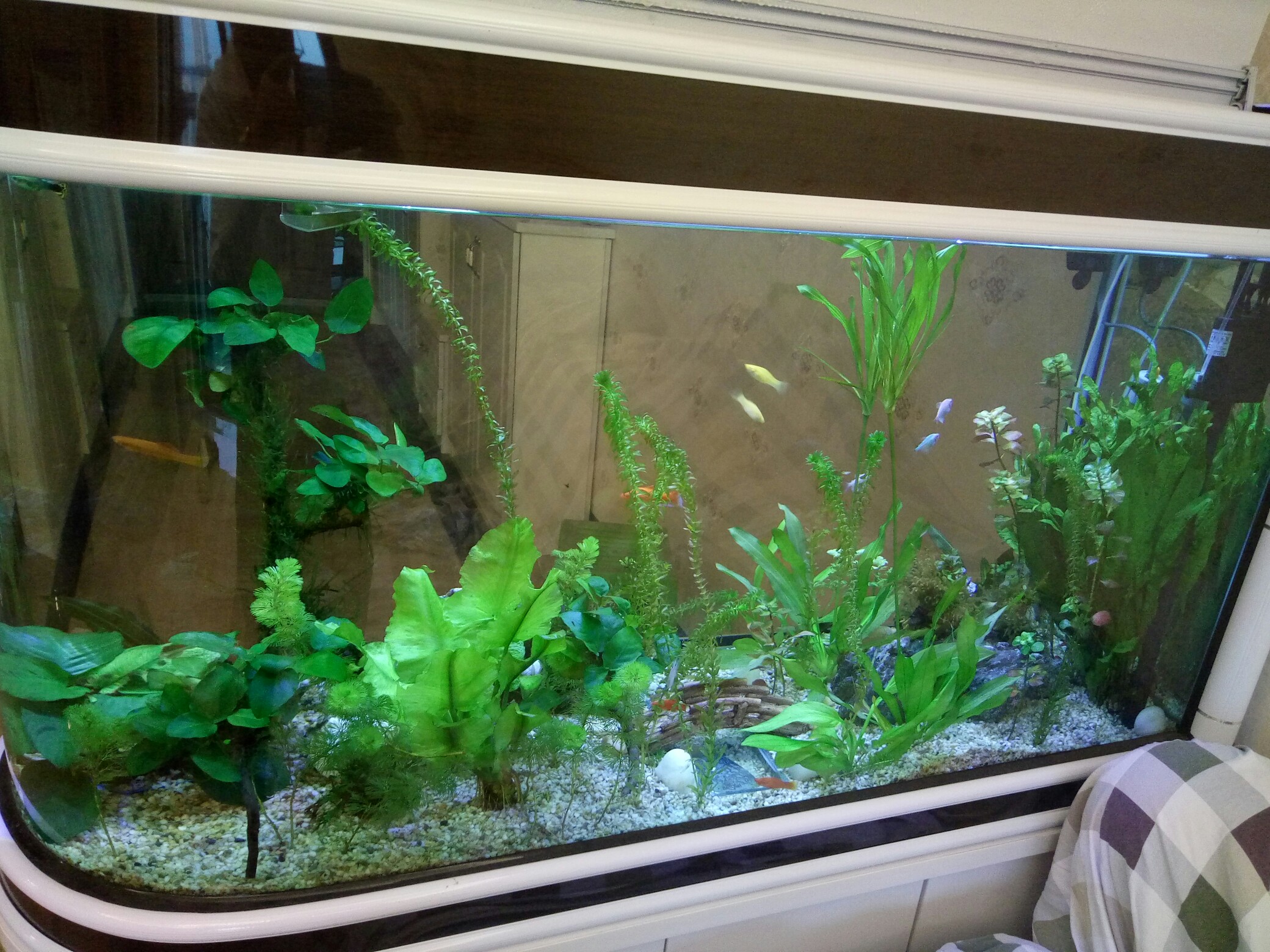 我的草缸,孔雀鱼入缸一周产了几条小鱼!_帖子_oppo手机官方社区