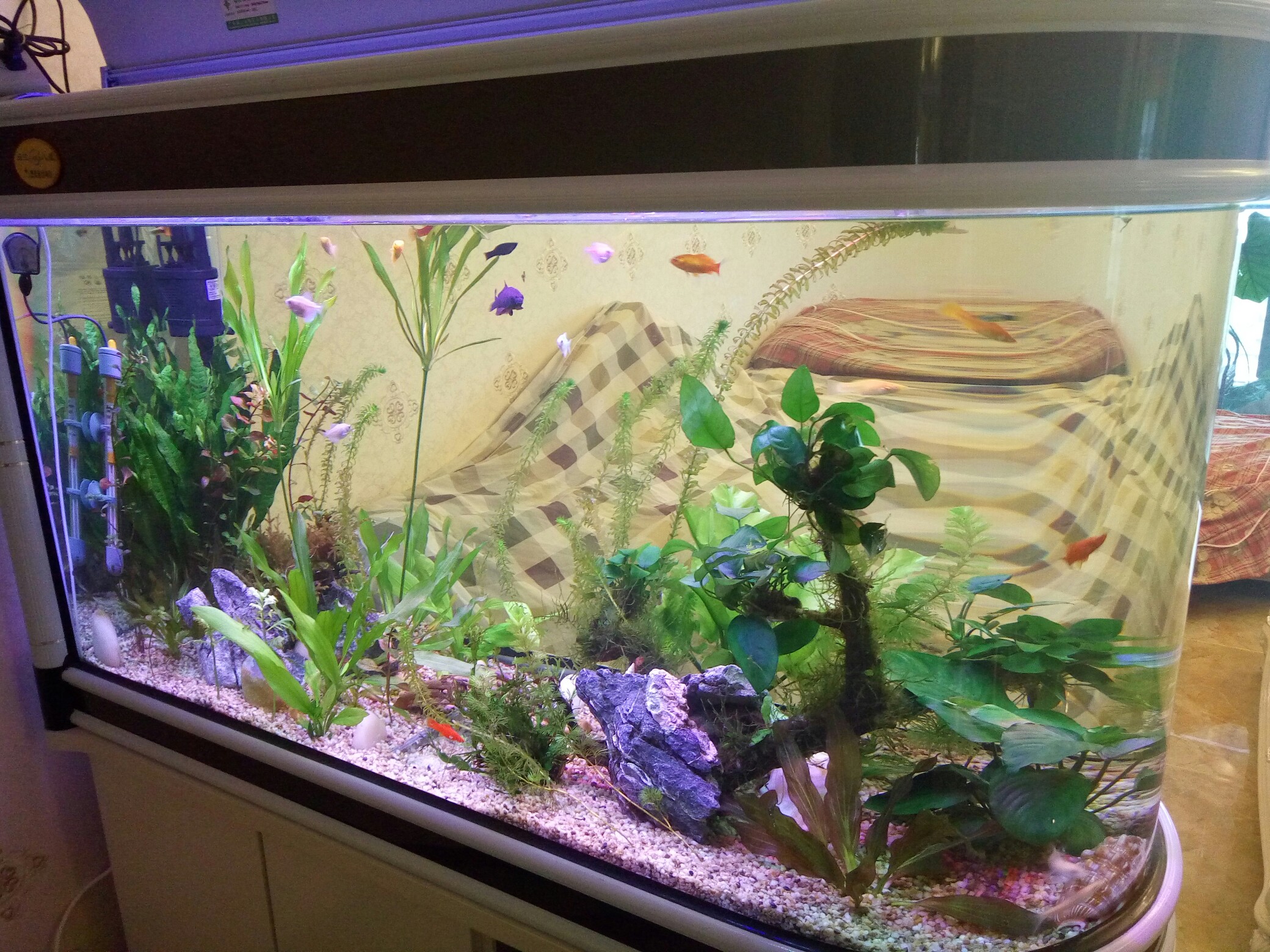 我的草缸,孔雀鱼入缸一周产了几条小鱼!