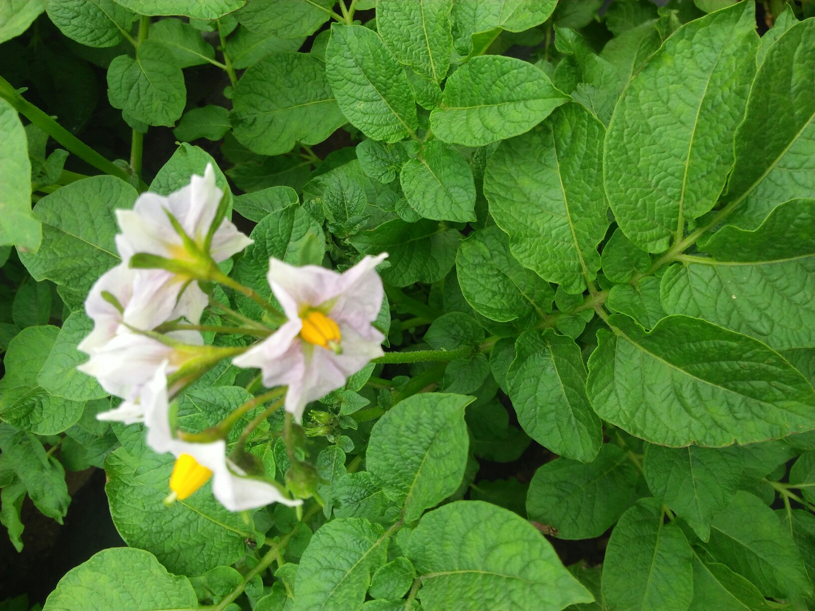  土豆開花#踏青去