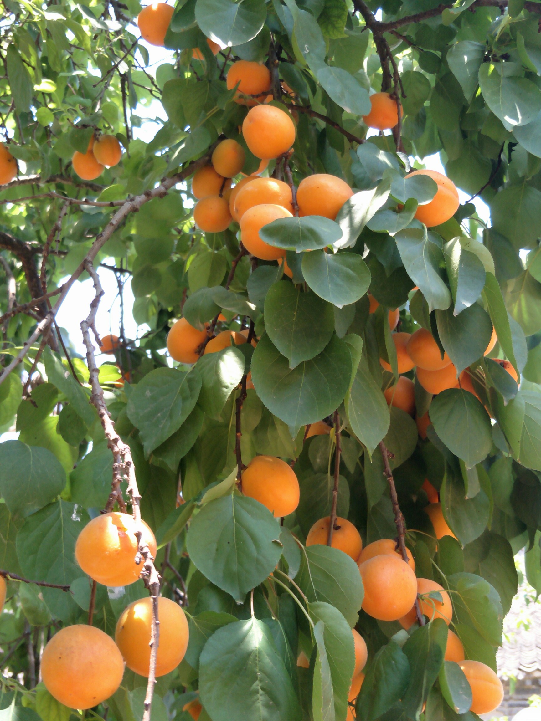树上结满杏子图片图片