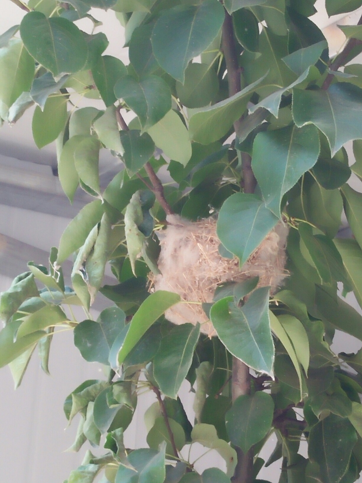 白头翁鸟巢,随拍.