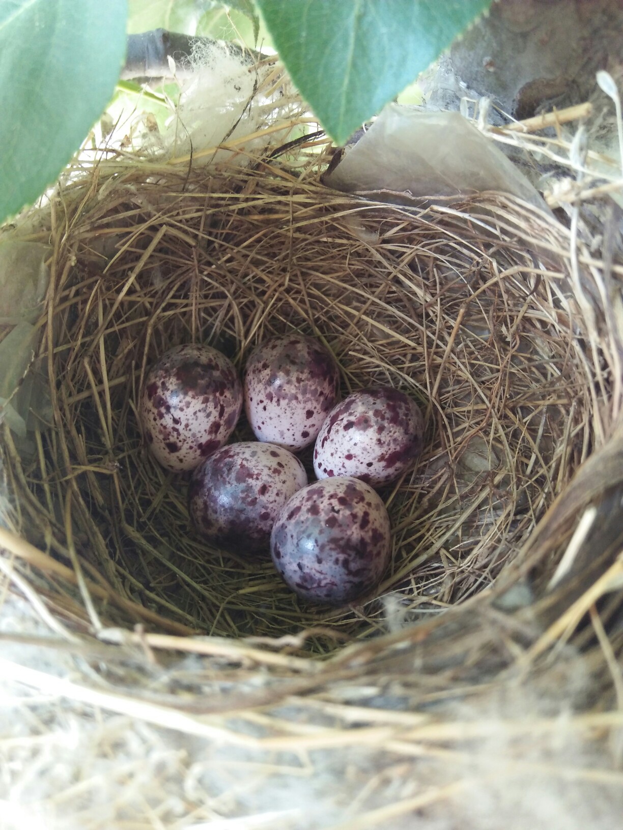 白头翁鸟巢,随拍.