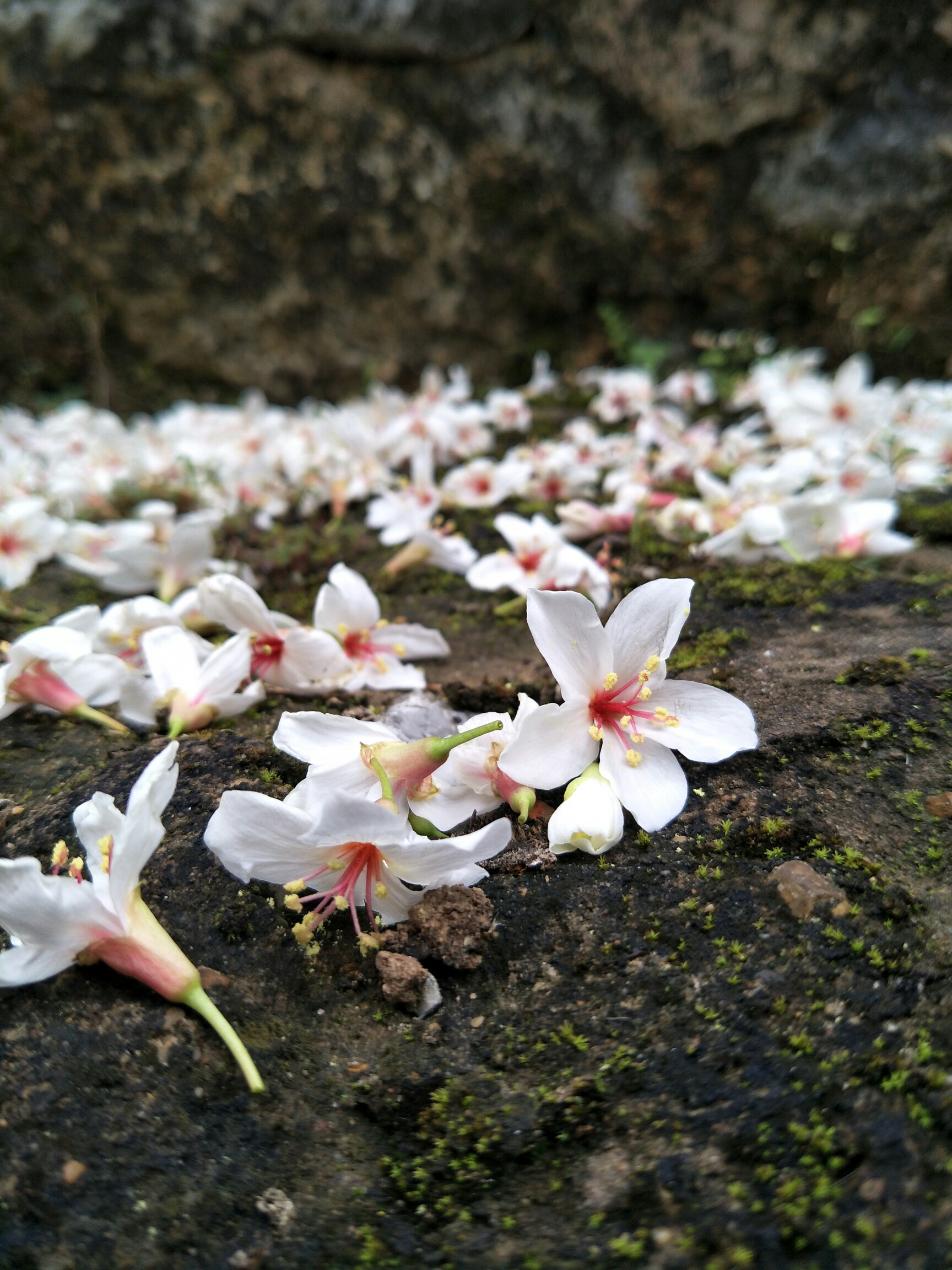 图片伤感 唯美落花图片