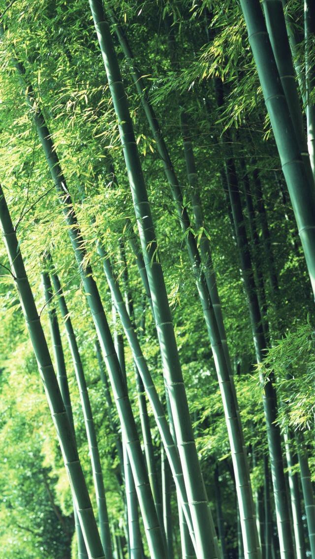 绿色竹林高清竖屏图片