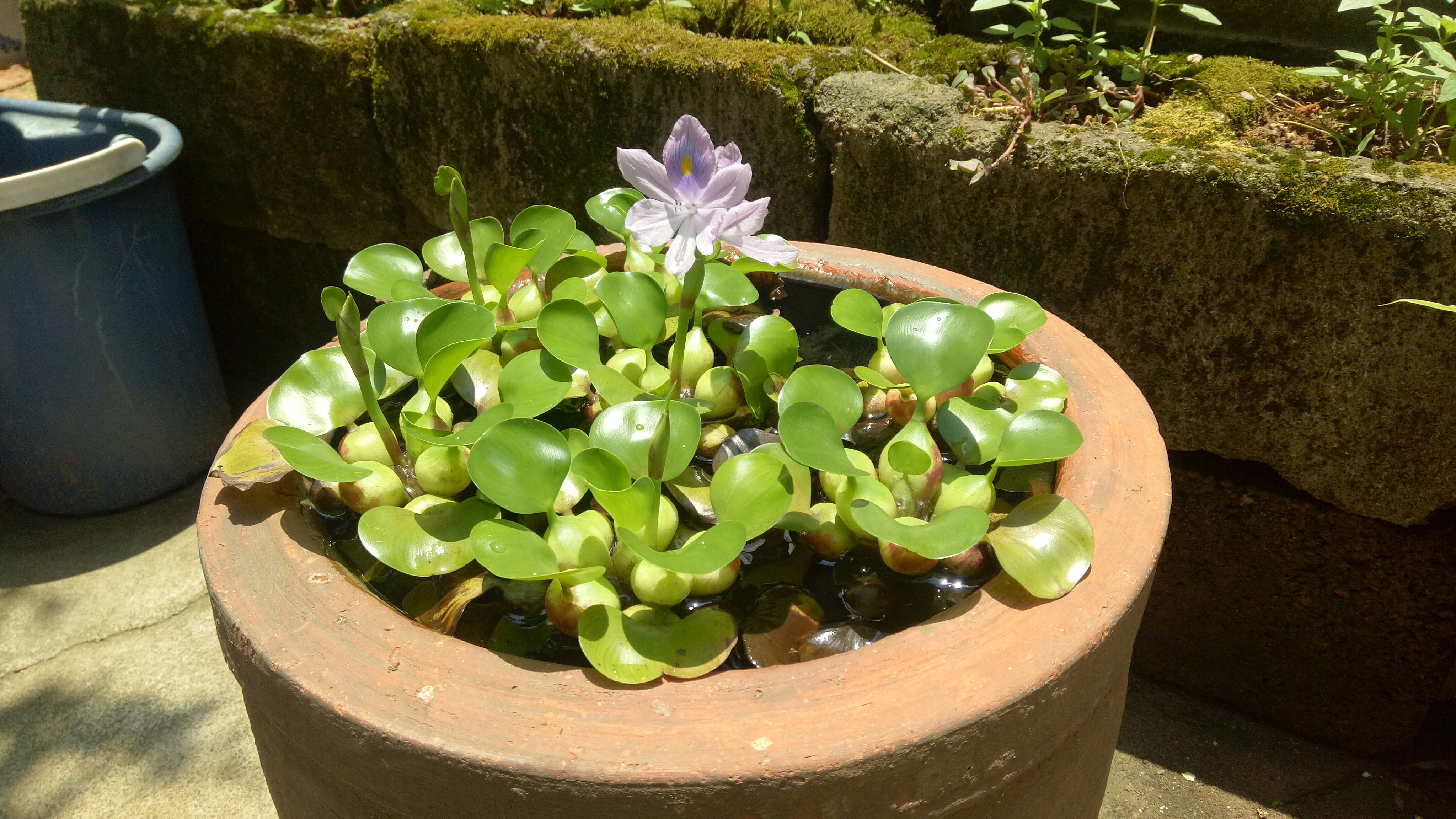 反正拍一夏#养的水葫芦开花了,紫色的花挺好看的,.