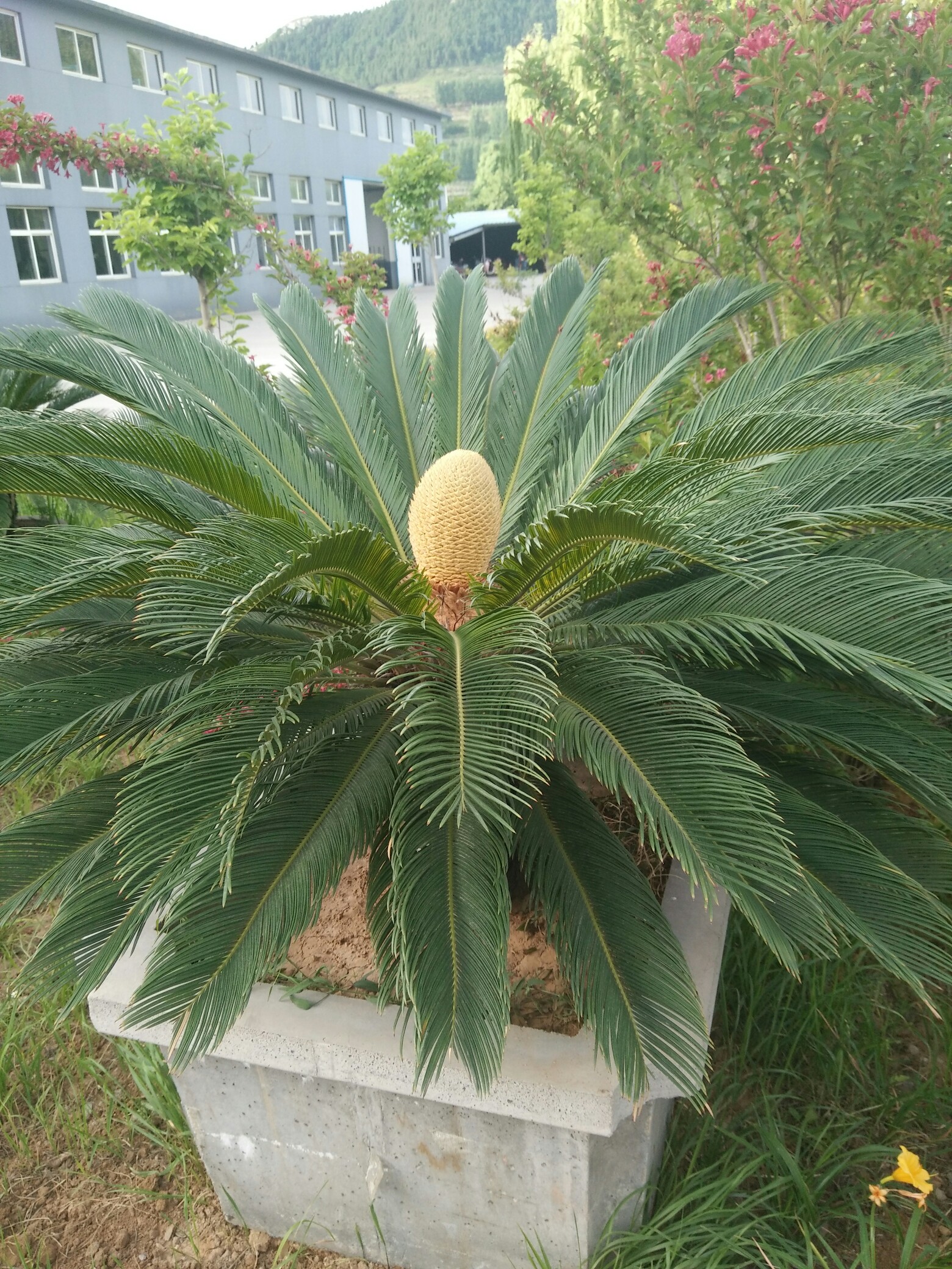 北方的铁树开花.