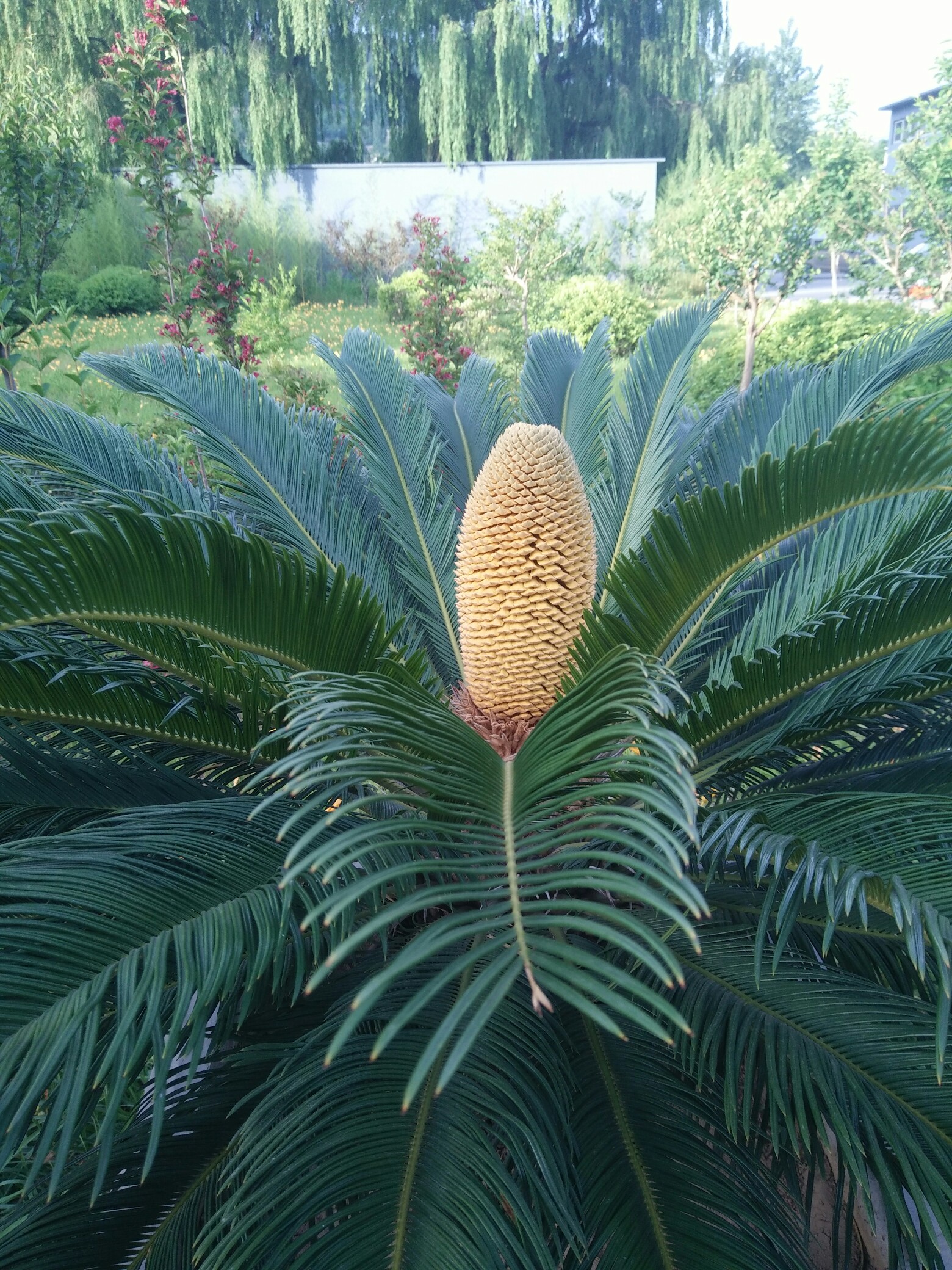 北方的铁树开花.