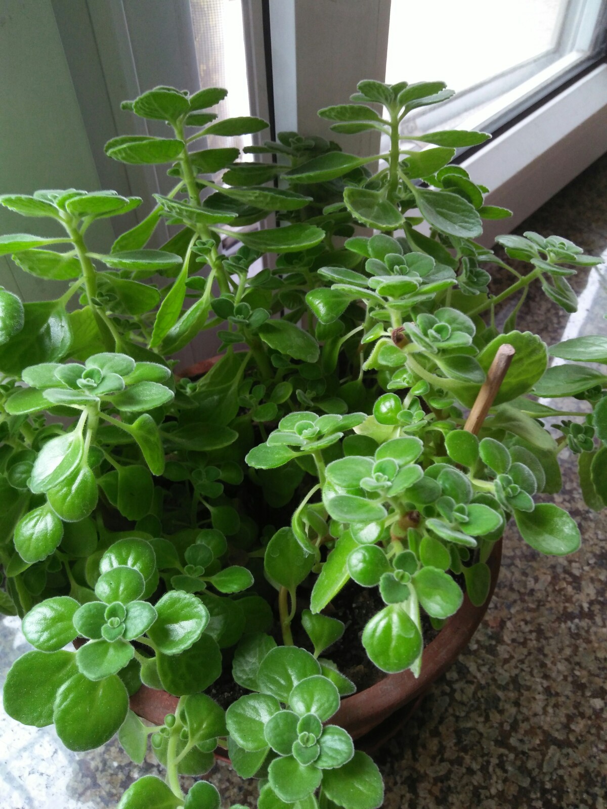 九月你好#驱蚊草