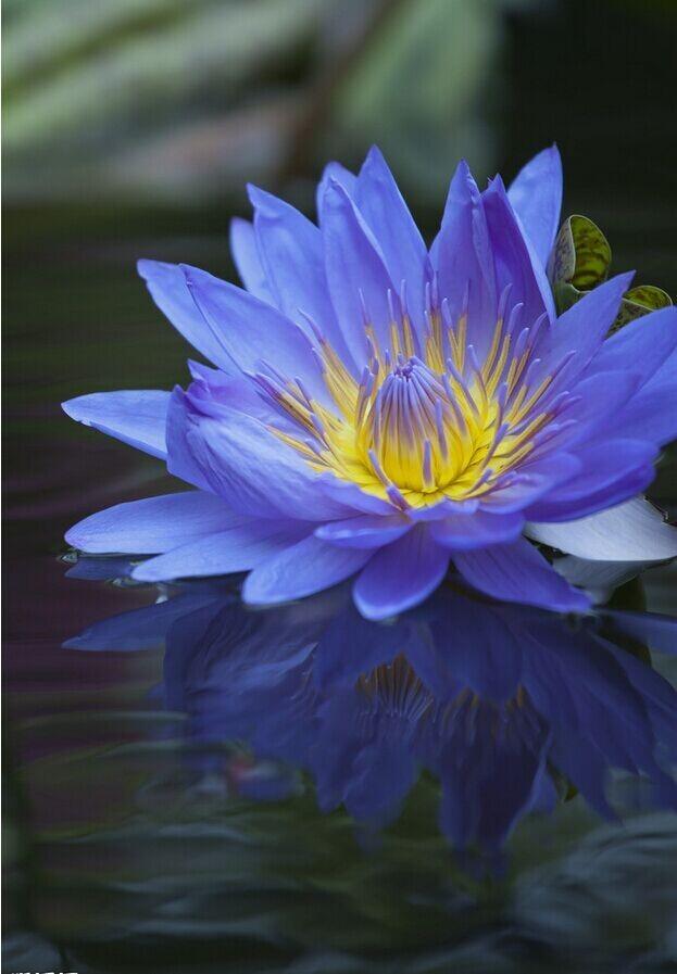 清新脱俗的莲花