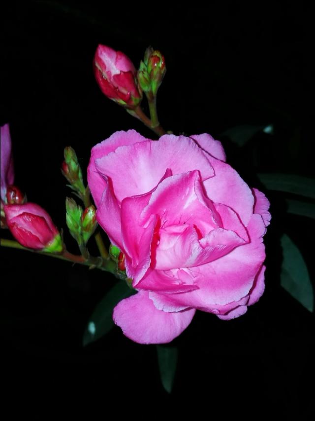 刚拍的荚竹桃_帖子_oppo手机官方社区