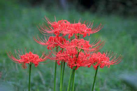 洛丽玛丝玫瑰,花语:死的怀念. 不仅表示对死者的怀.