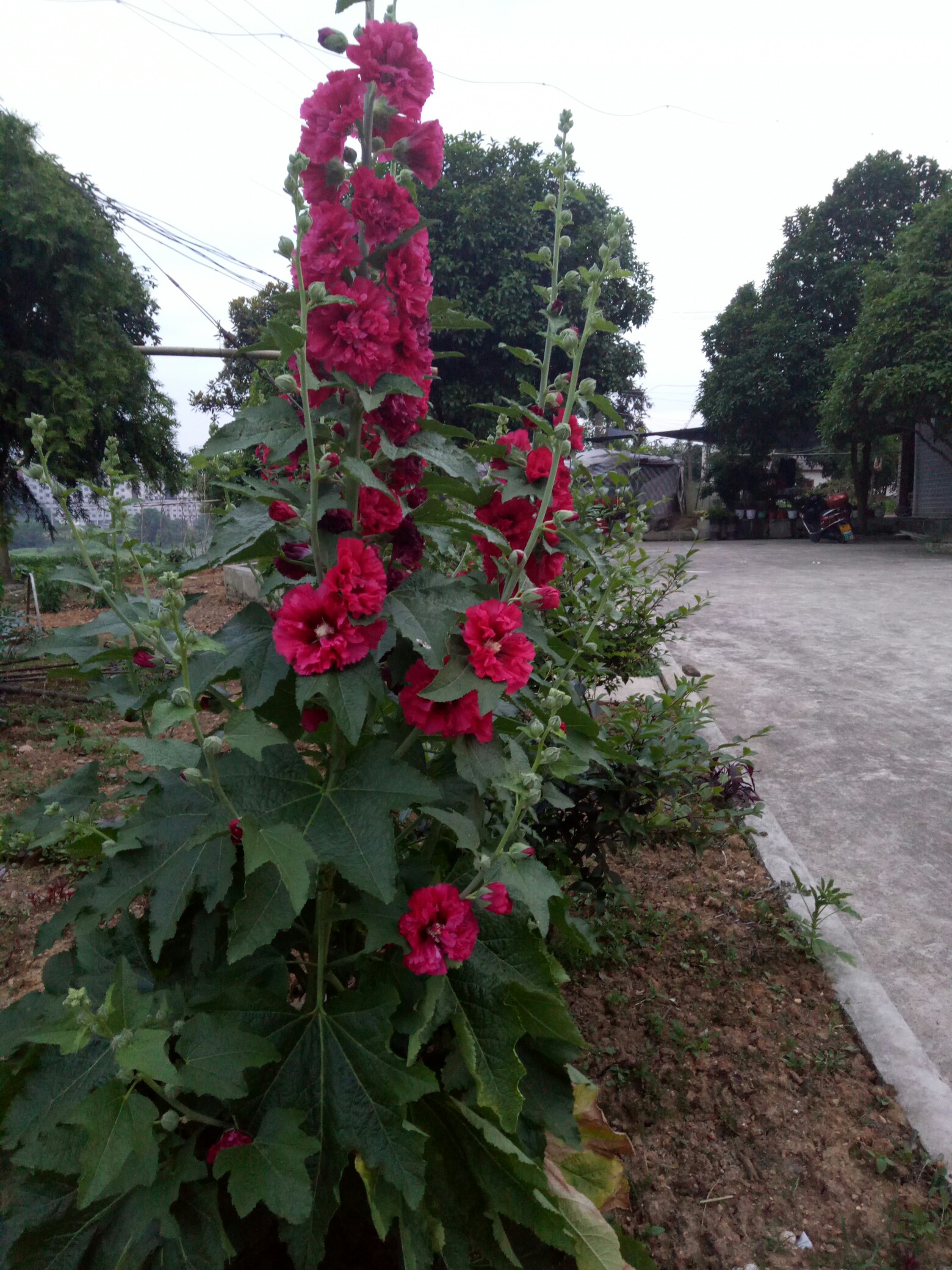 芝麻開花節節高!