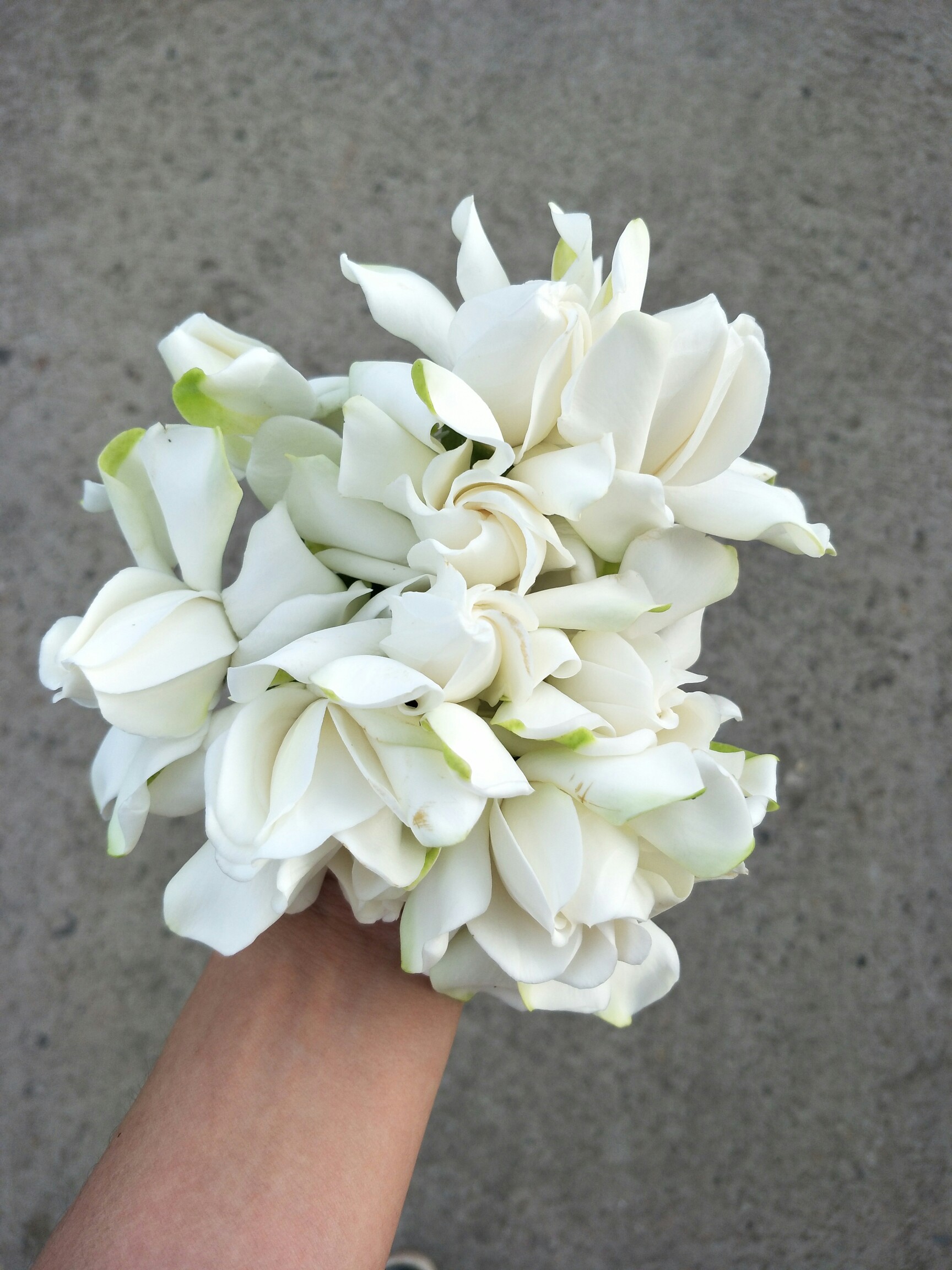 家里的栀子花_帖子_oppo手机官方社区