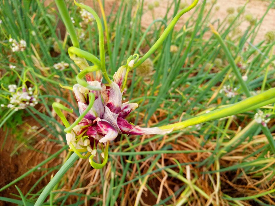 葱花(龙葱)