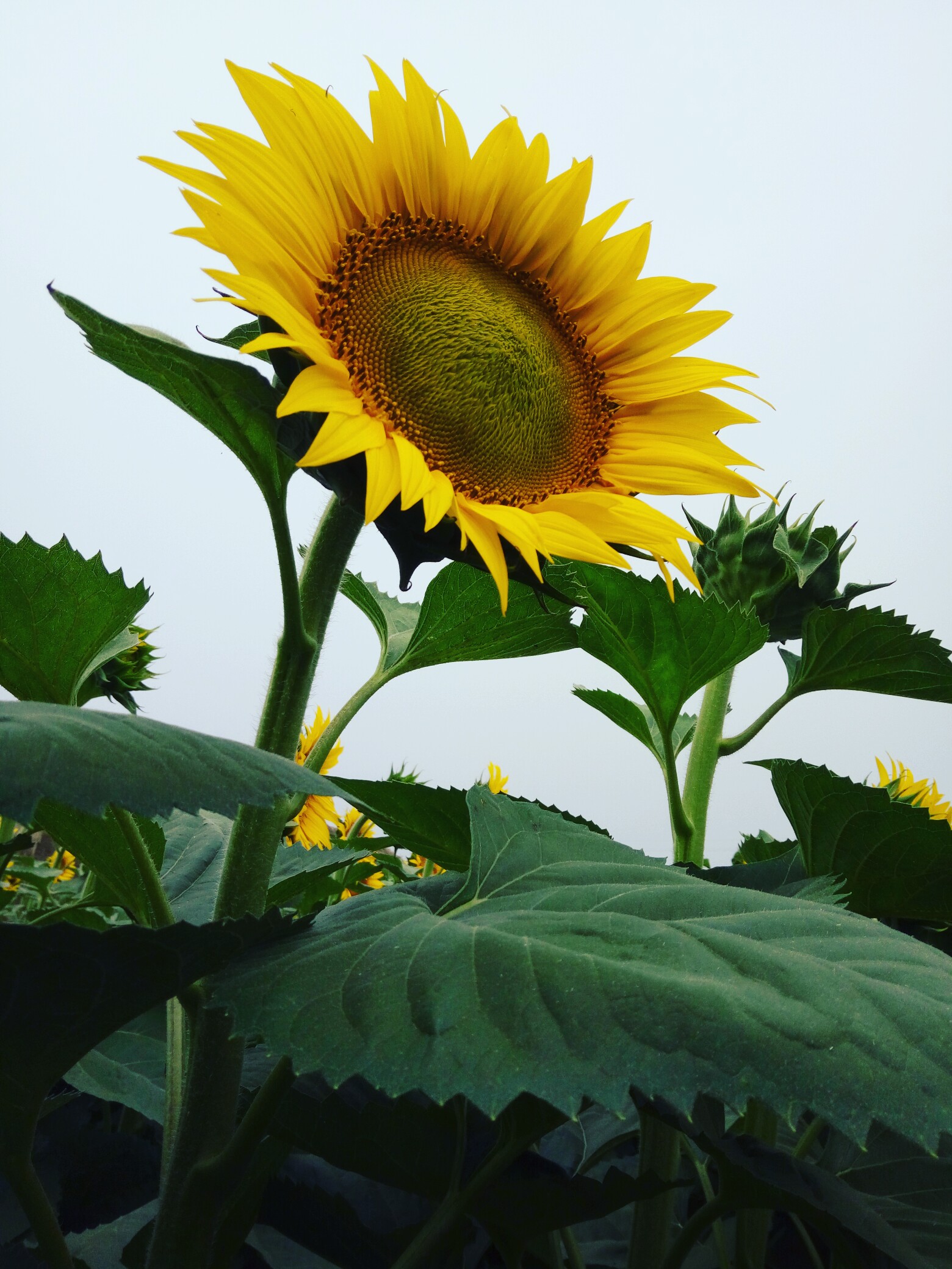 欣欣向荣
