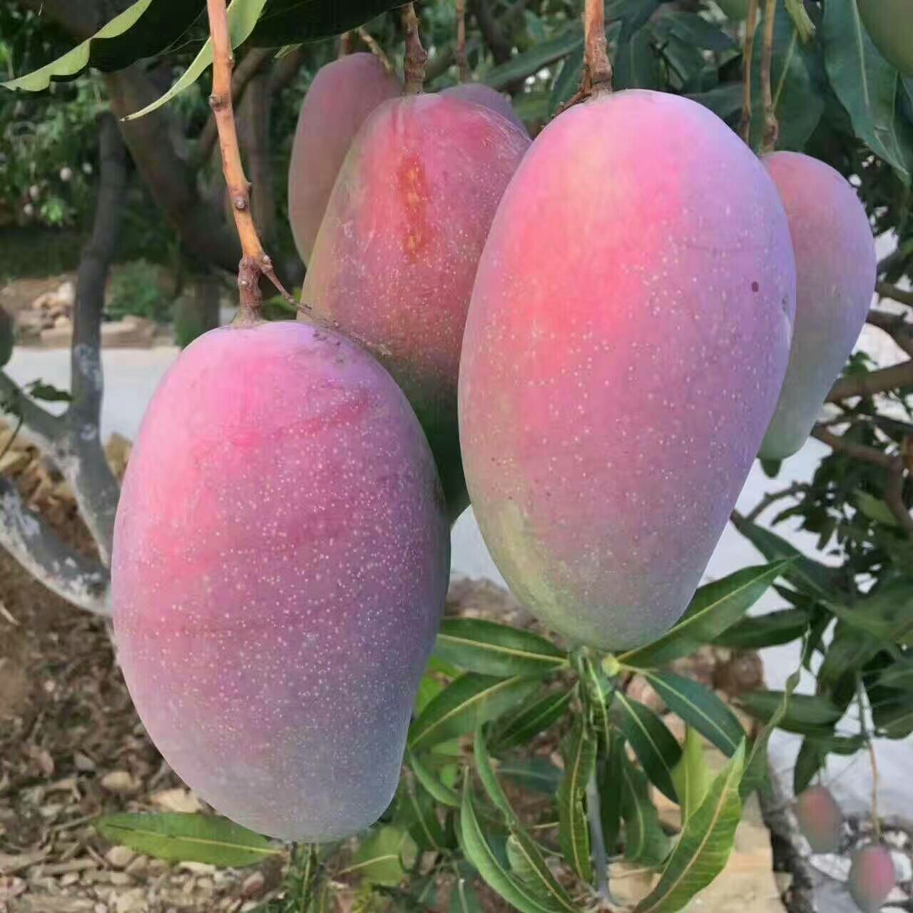 攀枝花芒果成熟的季节