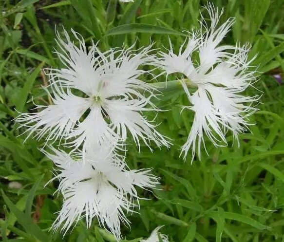 瞿麦花(网图欣赏)二