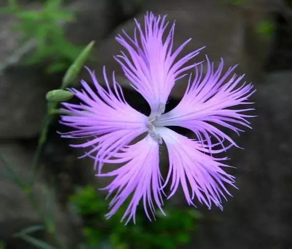 瞿麦花_帖子_oppo手机官方社区