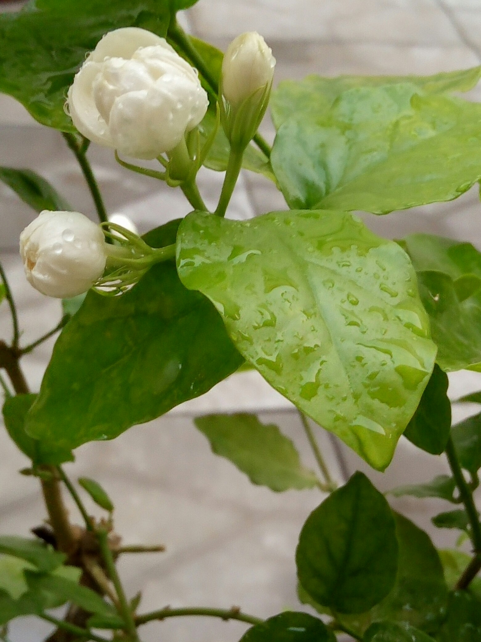 手机里最新的一张照片#偶然间观察了傍晚前,茉莉花开放的候.