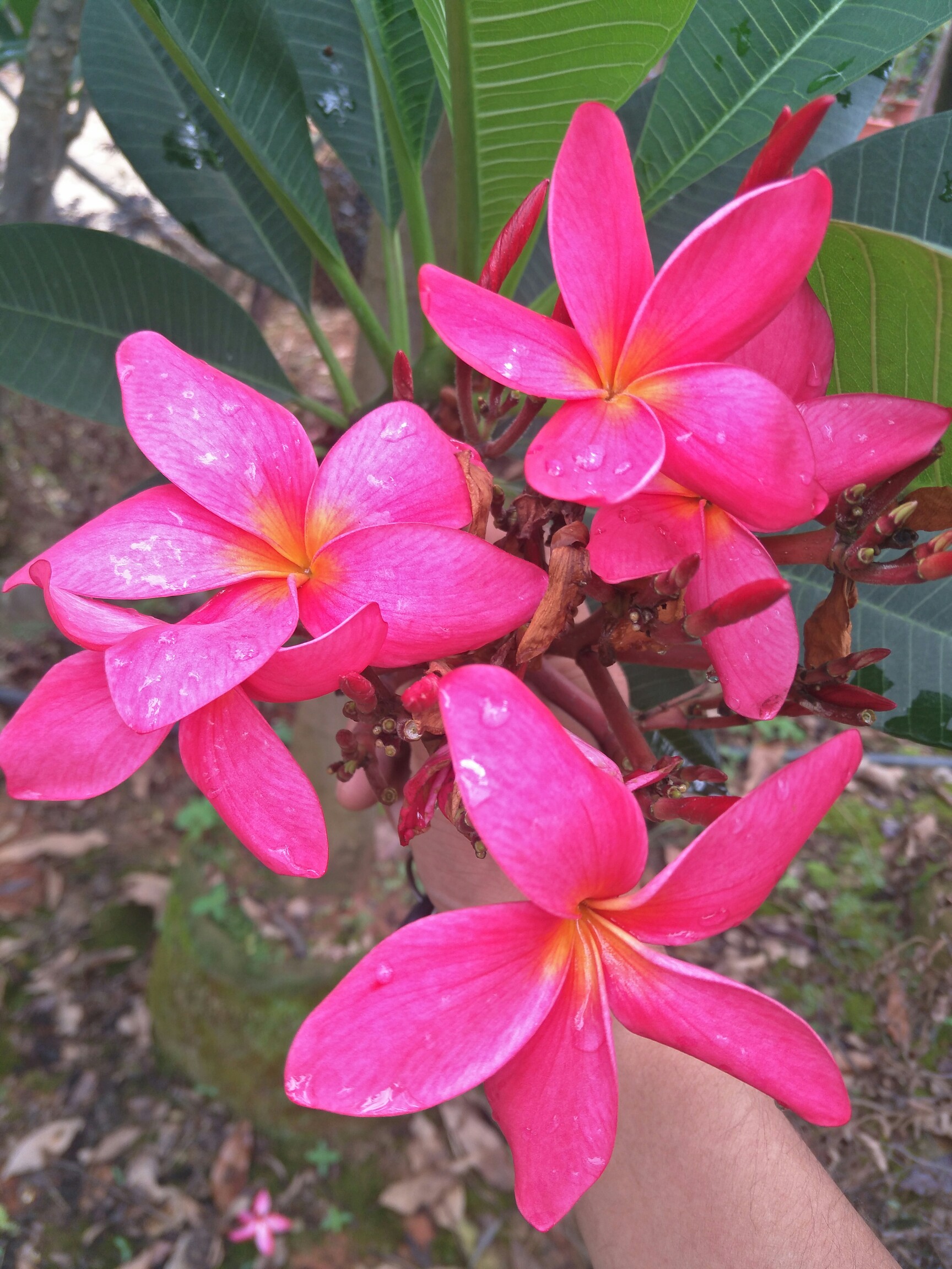 缅甸国花_帖子_oppo手机官方社区