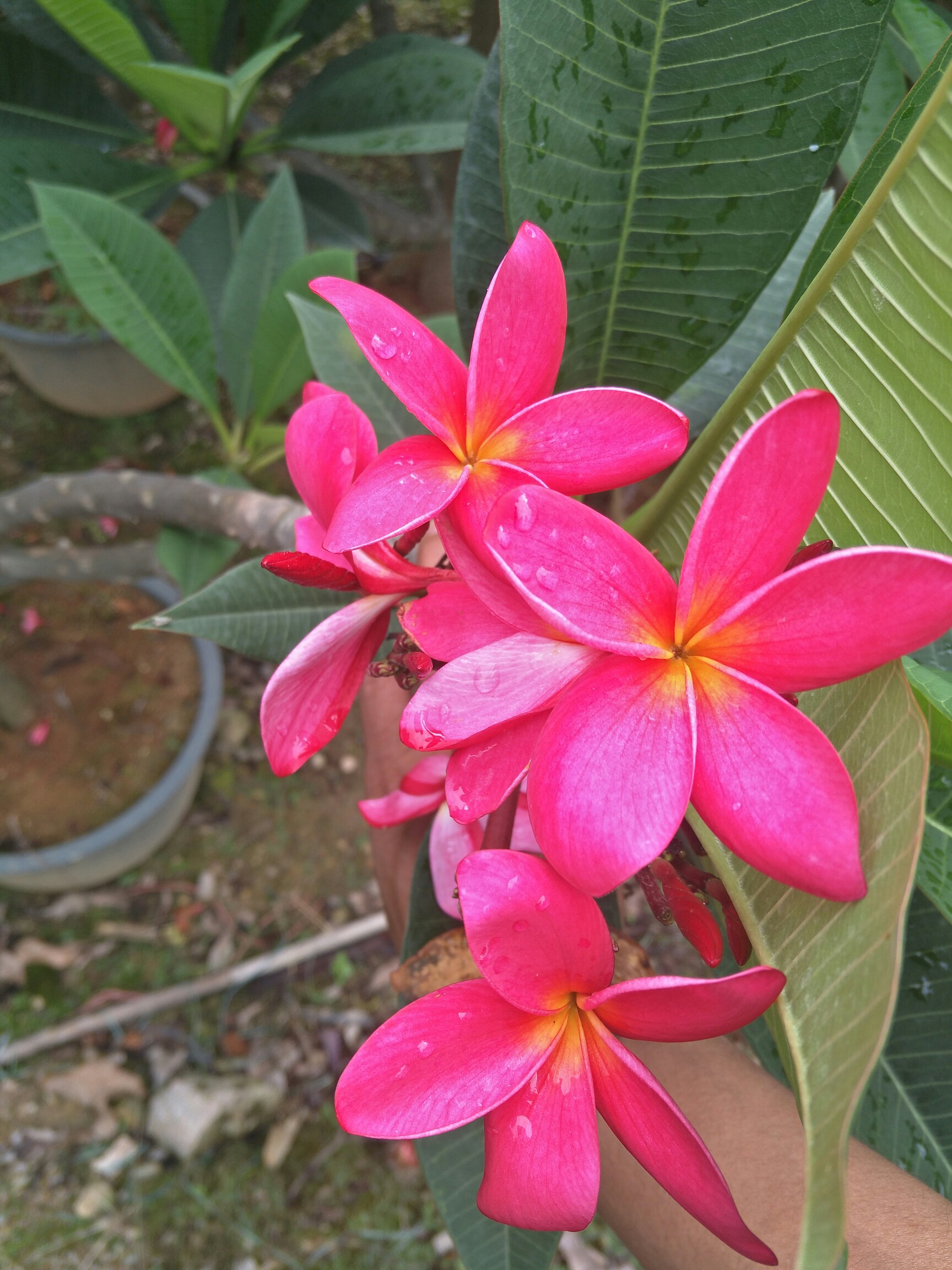 缅甸国花_帖子_oppo手机官方社区