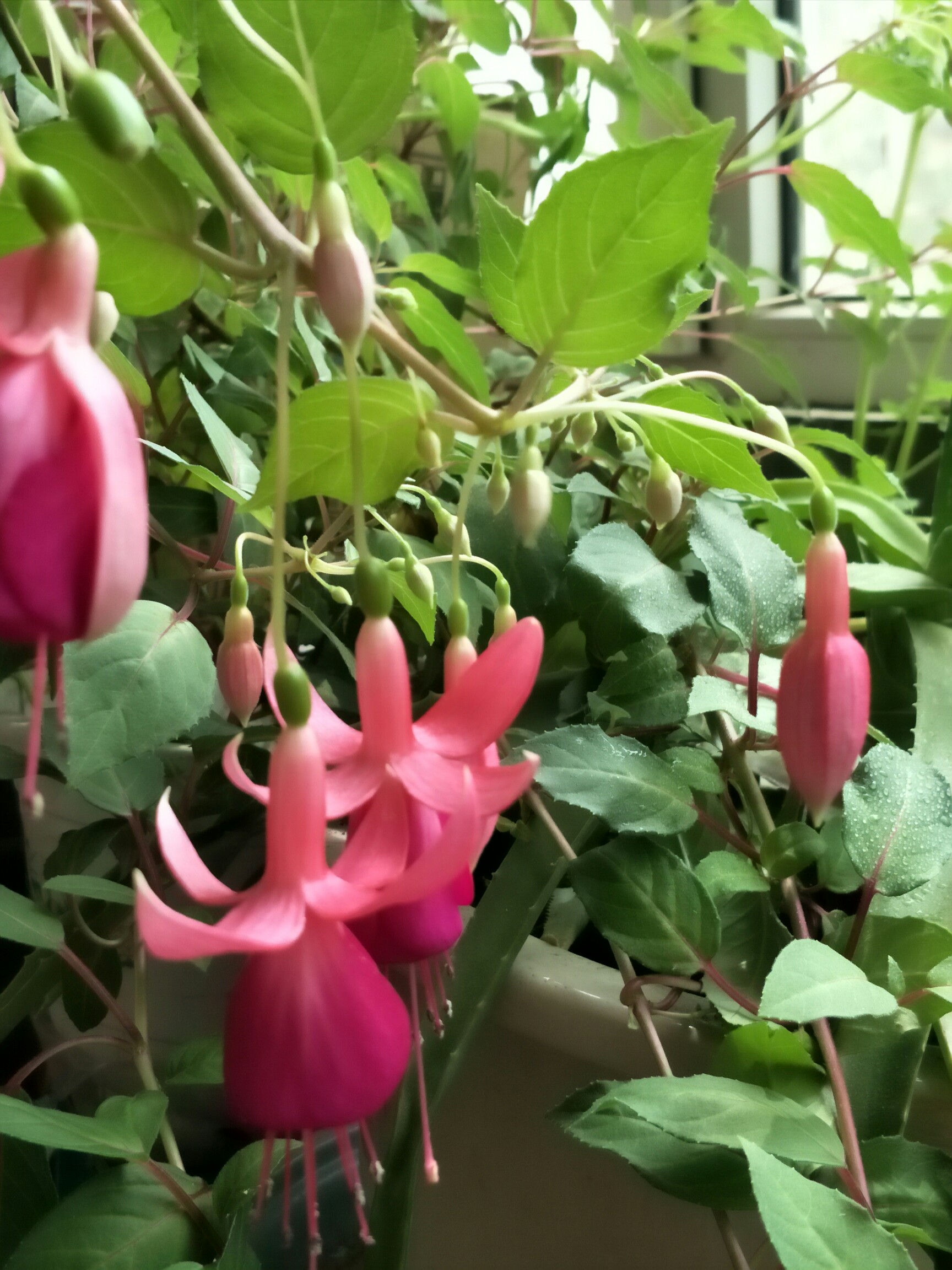 灯笼花的图片大全大图 14976656236321.jpg