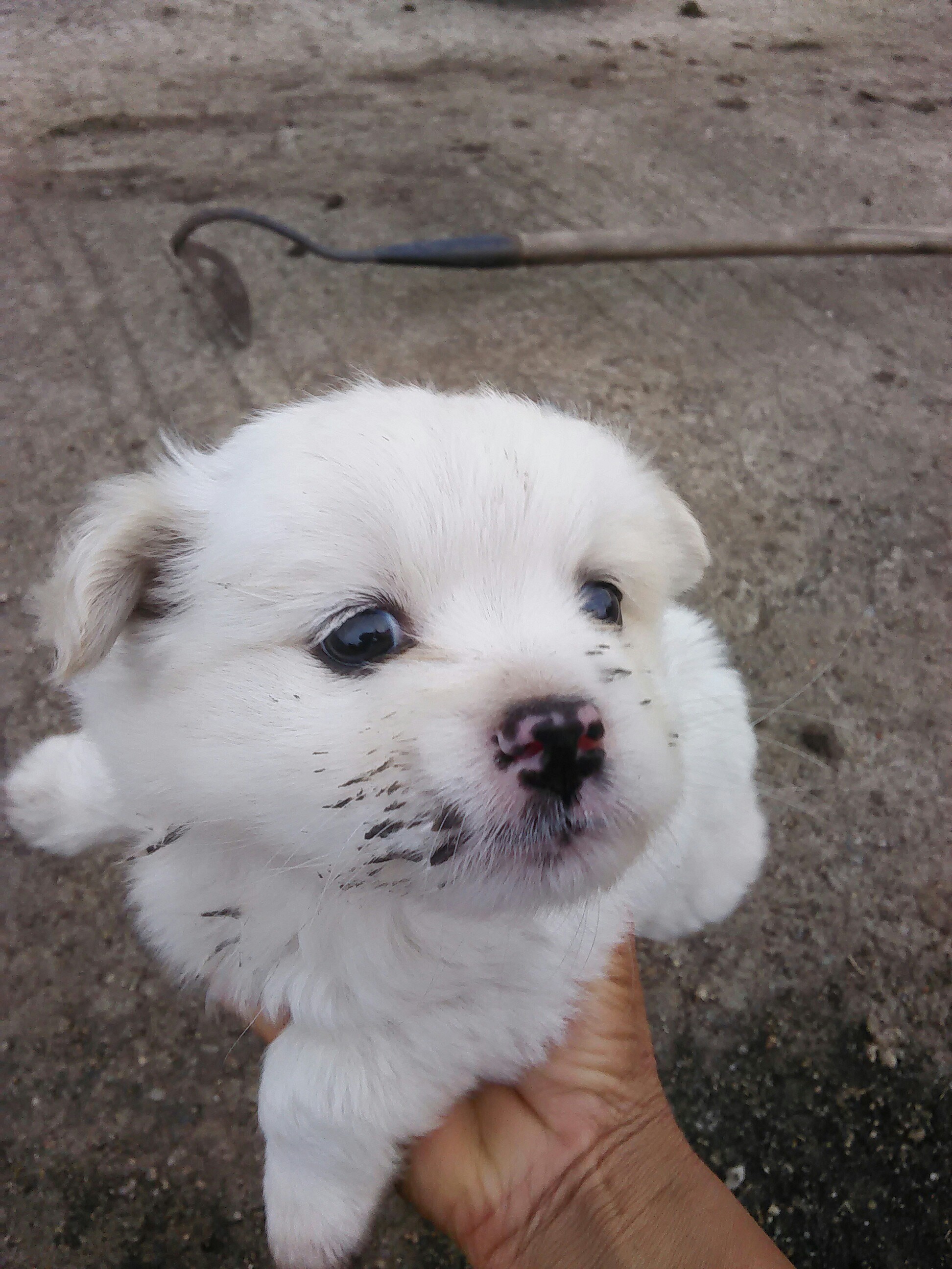 我拍的小萌萌狗