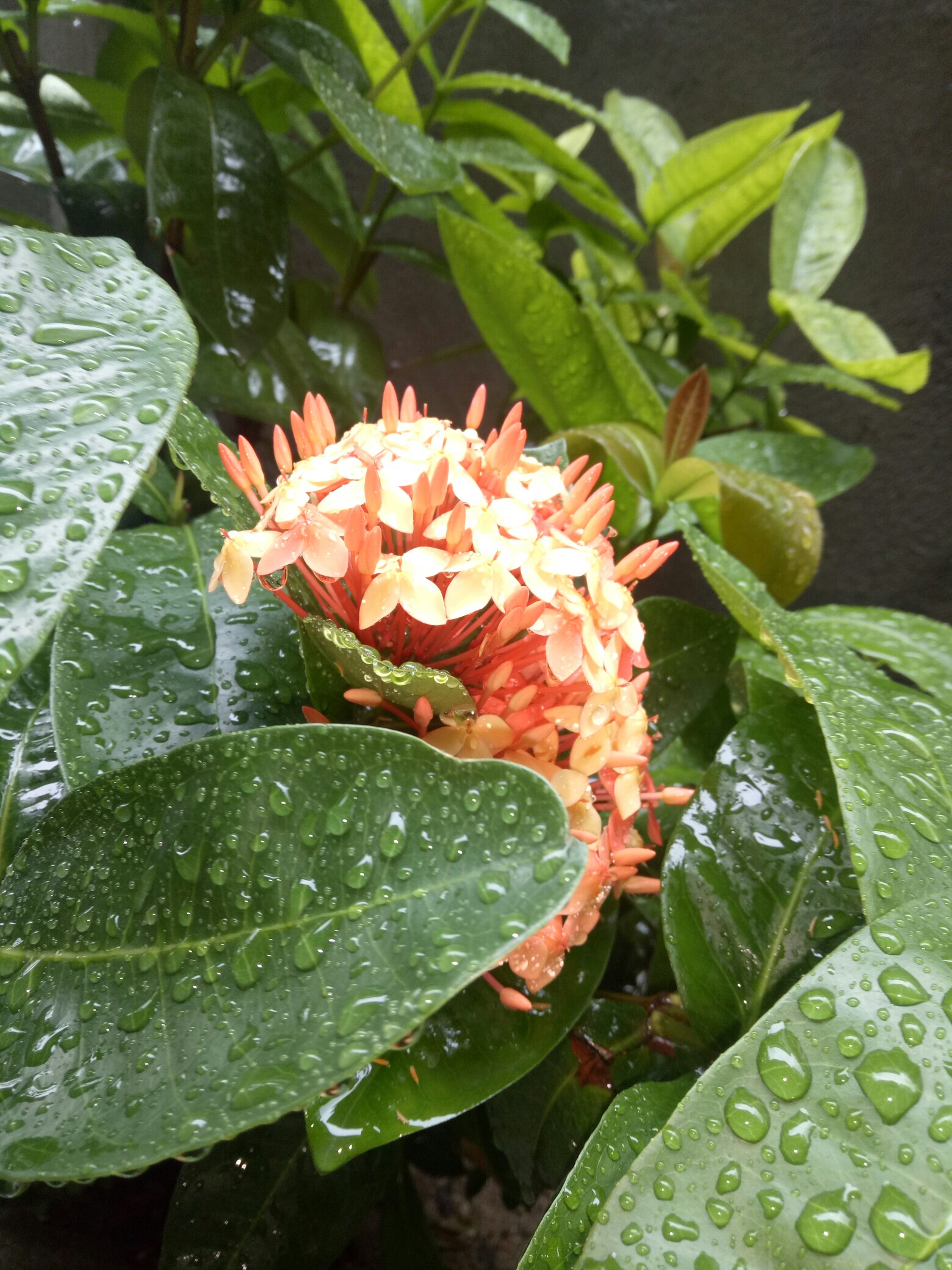 月醉婷梦魇一泓秋色寒冬畅春._帖子_oppo手机官方社区