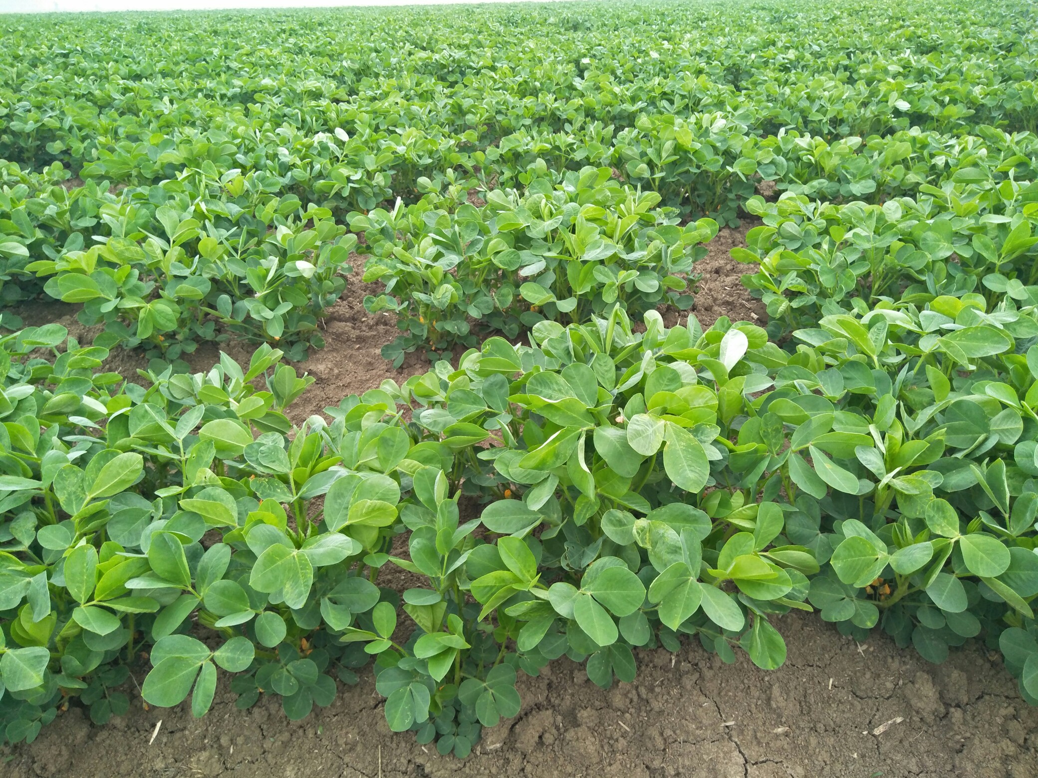 花生_帖子_oppo手机官方社区