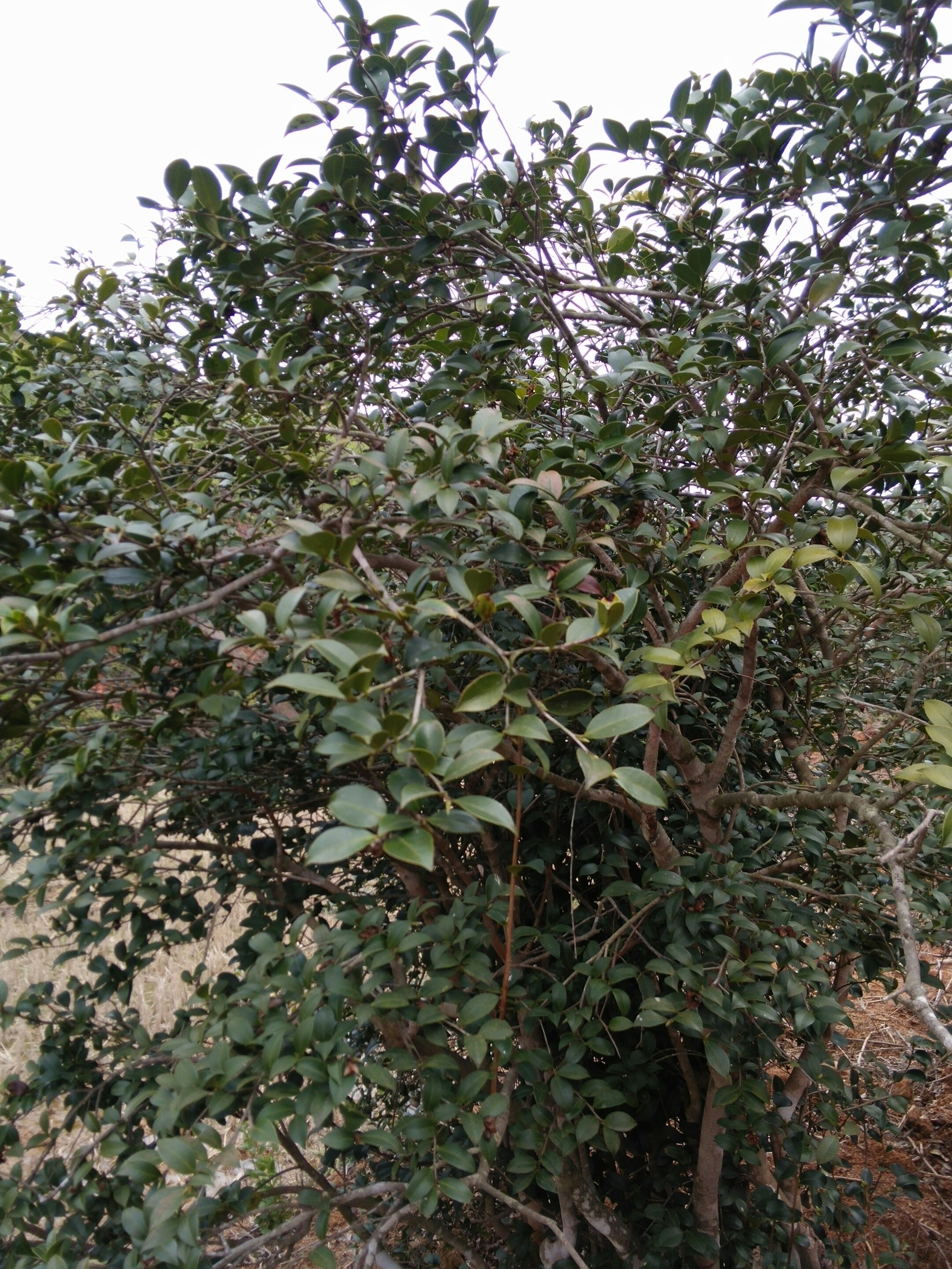 农家自种的茶树,很快又可以有茶籽榨油了!