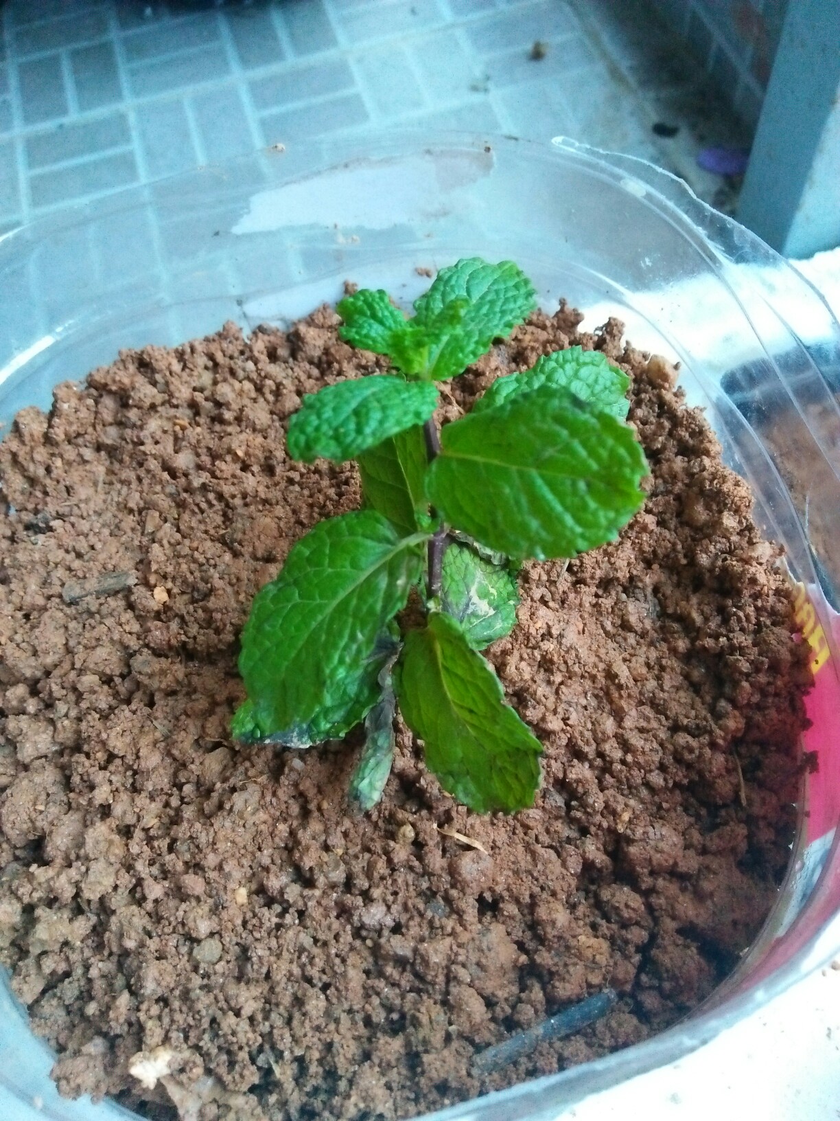 多肉傅菏云南白药草