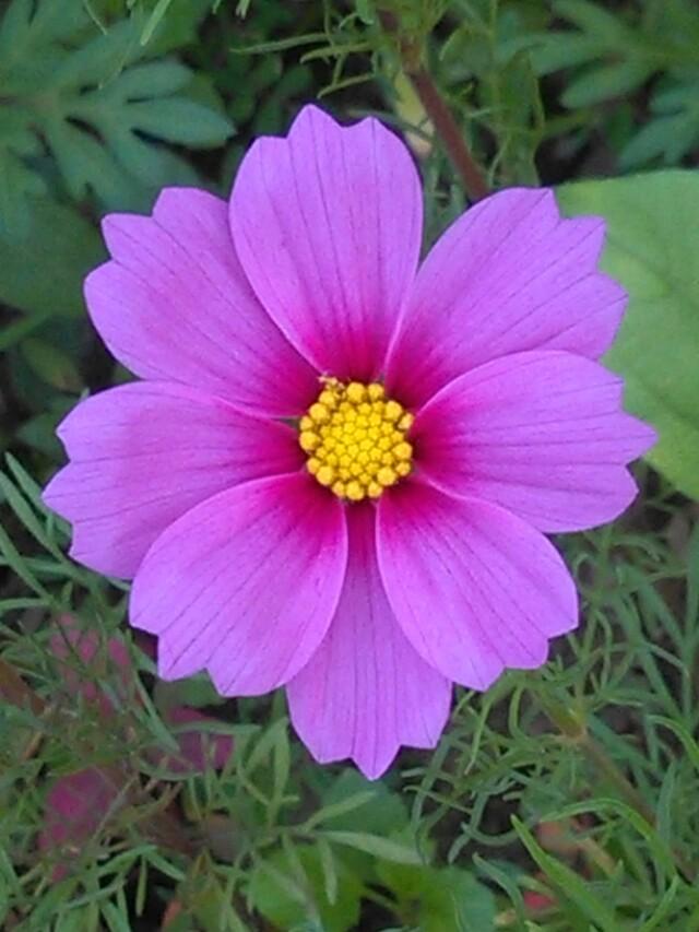 七彩格桑花_帖子_oppo手机官方社区