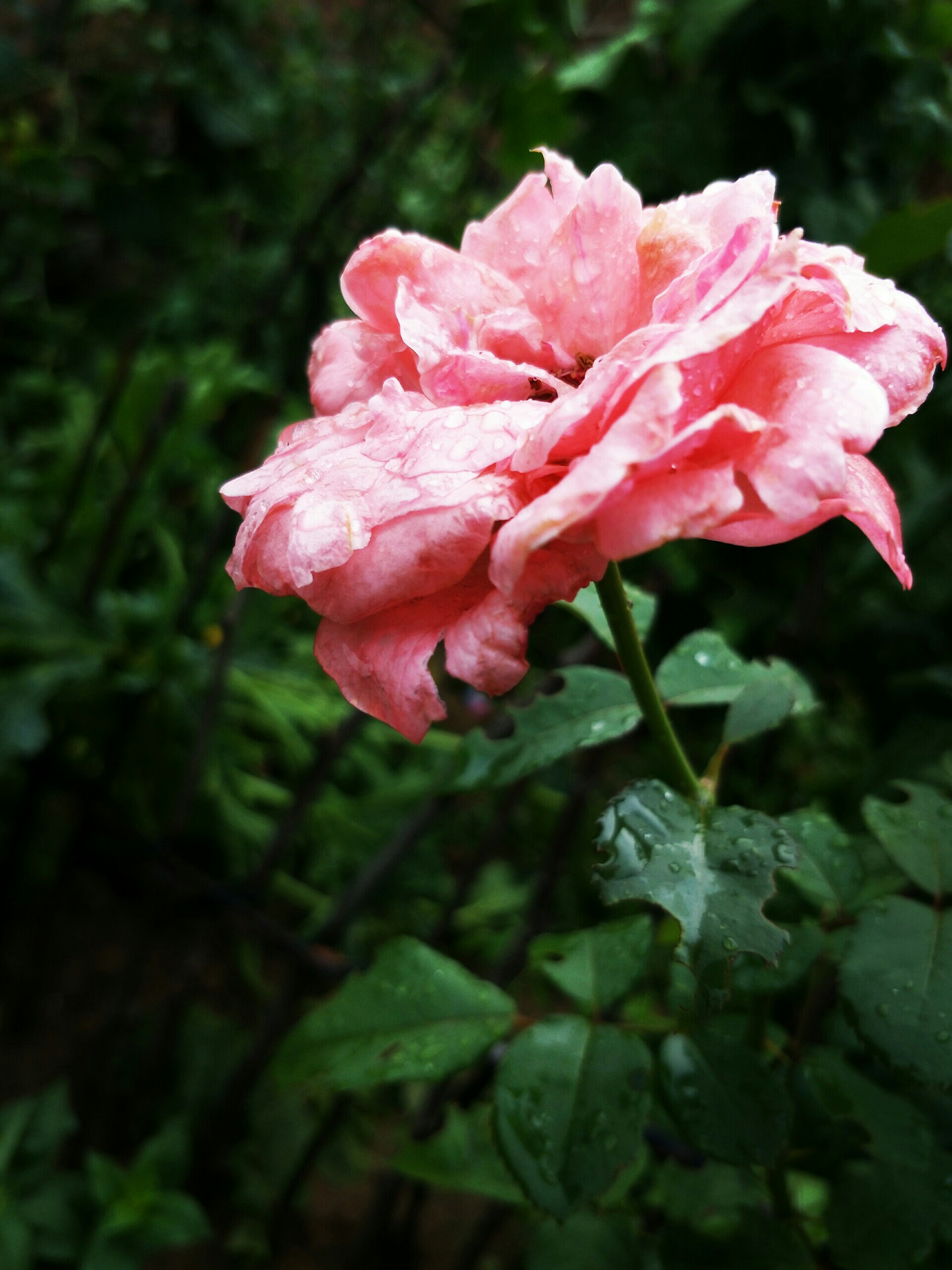 雨后的花朵甚是娇艳!