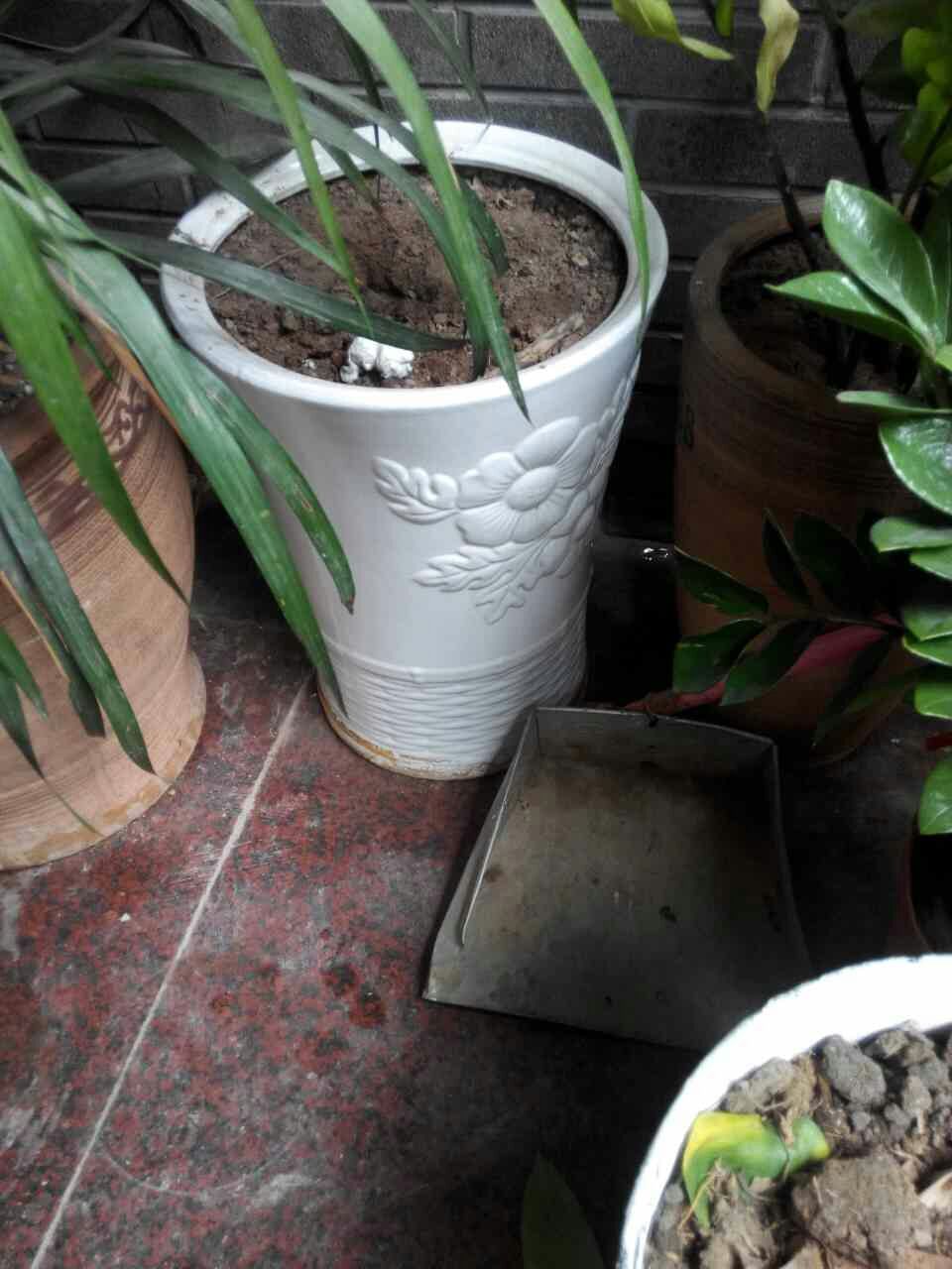 又一个被遗弃的花盆