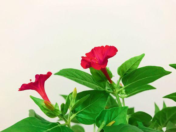 红茉莉花_帖子_oppo手机官方社区