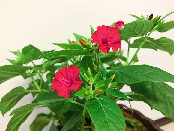 红茉莉花_帖子_oppo手机官方社区