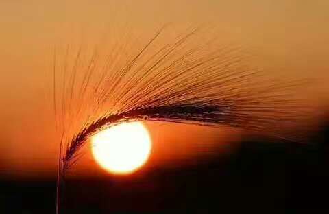 监考[表情][表情][表情]_帖子_oppo手机官方社区