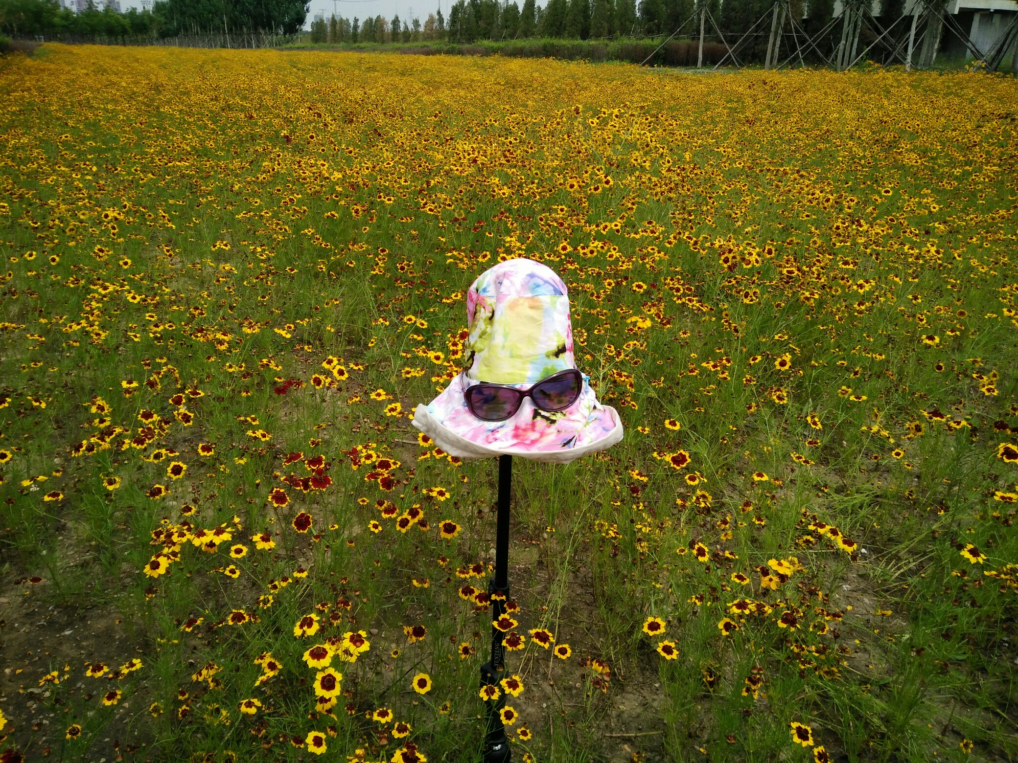 夏天什么花开的季节 14986150514271.jpg