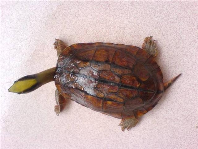 金钱龟_帖子_oppo手机官方社区