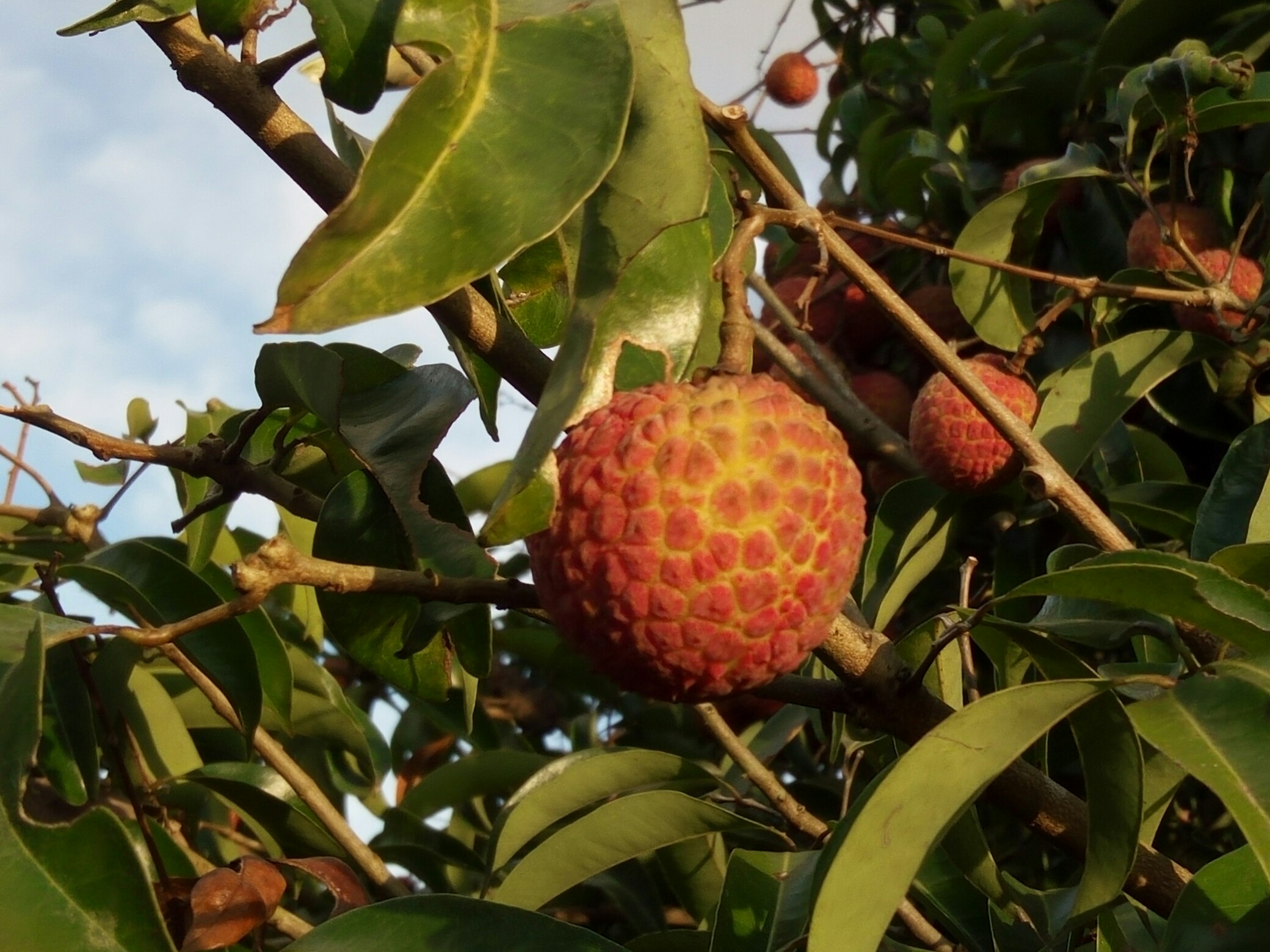 快要长熟的荔枝