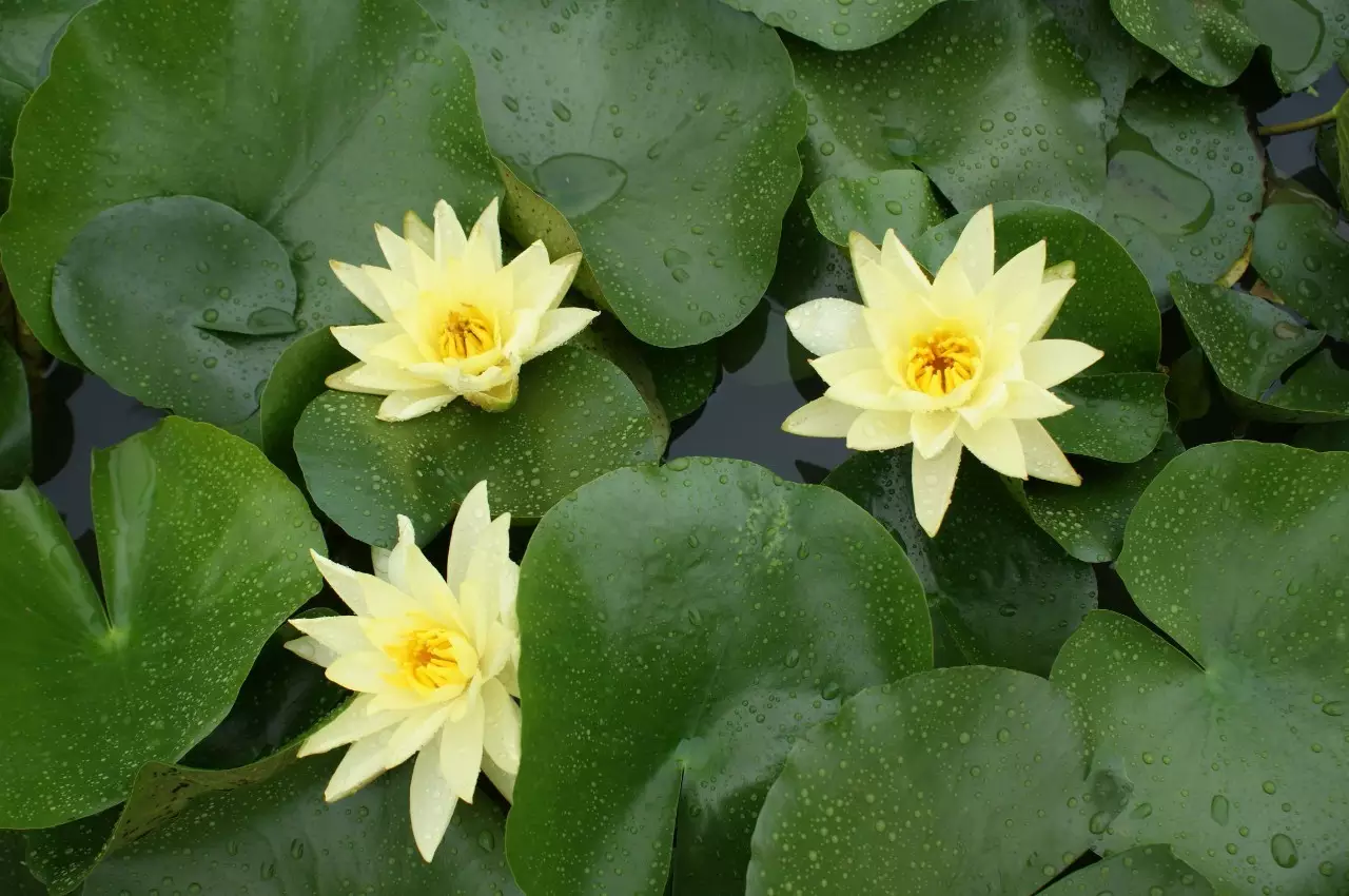 反正拍一夏#_帖子_oppo手机官方社区