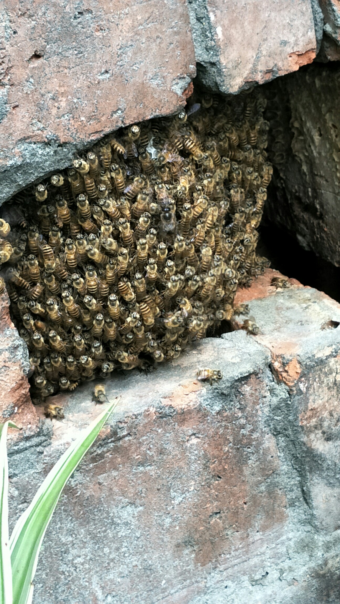 围墙洞里小蜜蜂来做窝