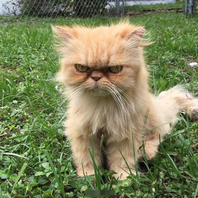 和喜欢的一切在一起##反正拍一夏#你见过这种猫吗?整天一臭脸.