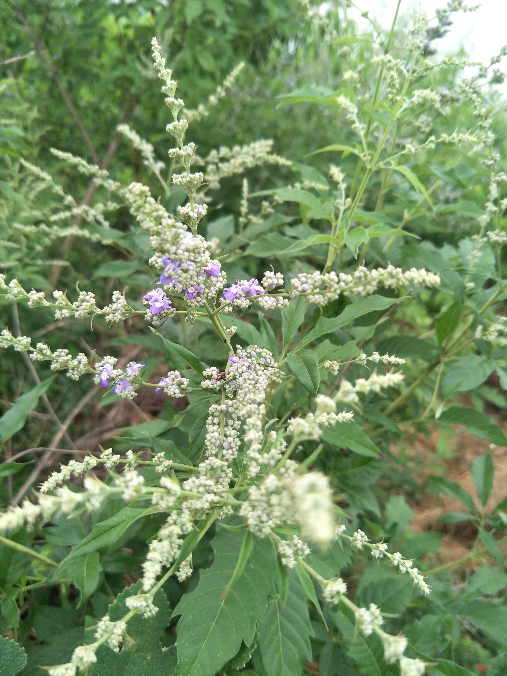 大自然赠予我们的甜蜜礼物—荆条花蜜