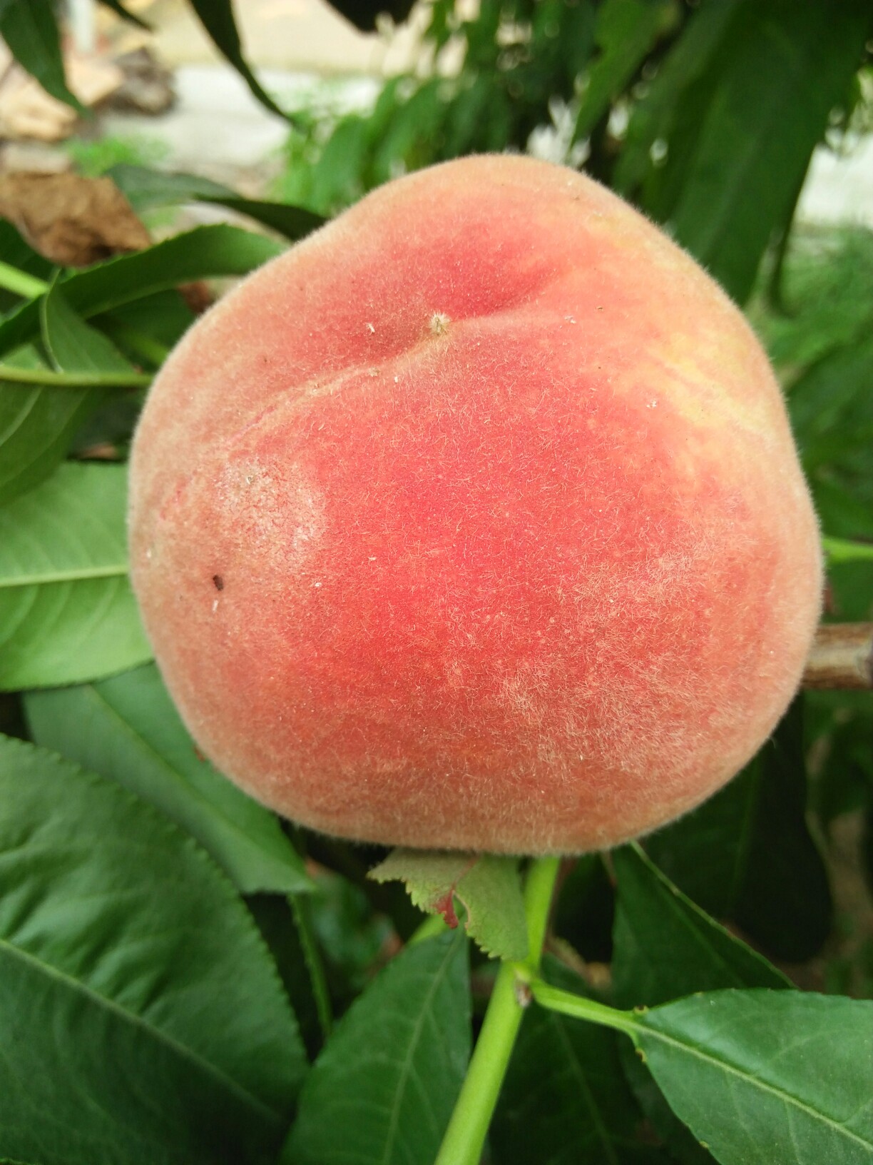 大桃子_帖子_oppo手机官方社区