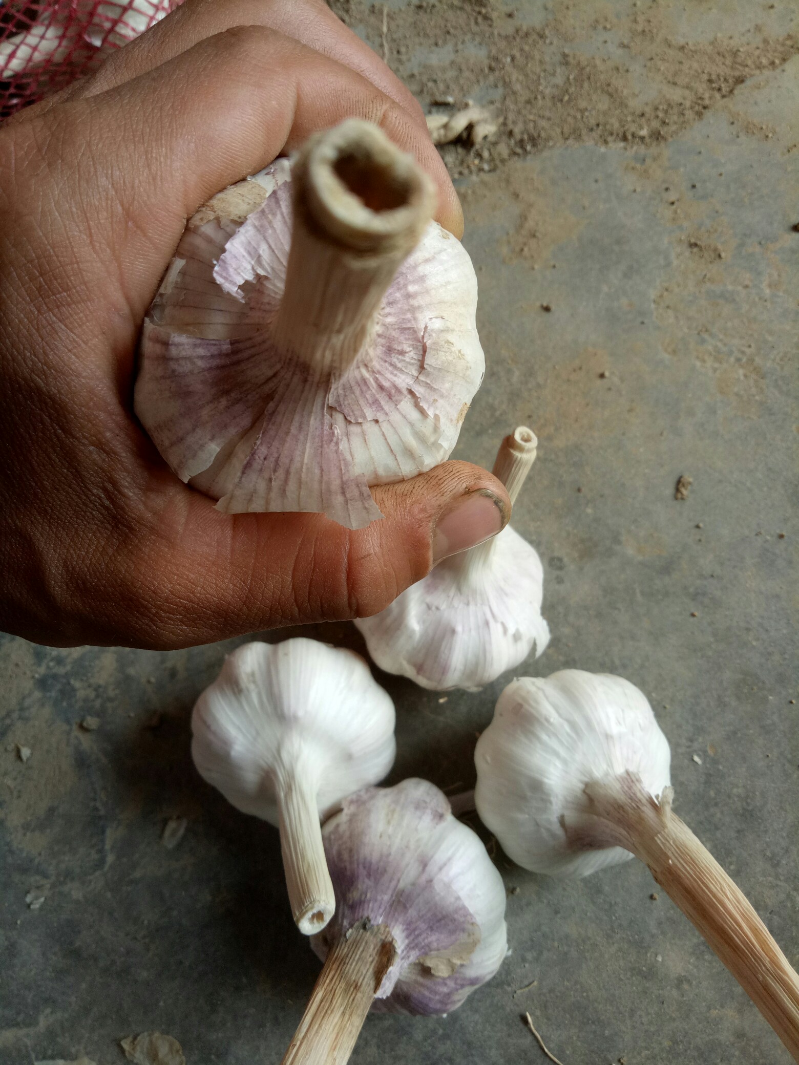 商河大蒜_帖子_oppo手机官方社区