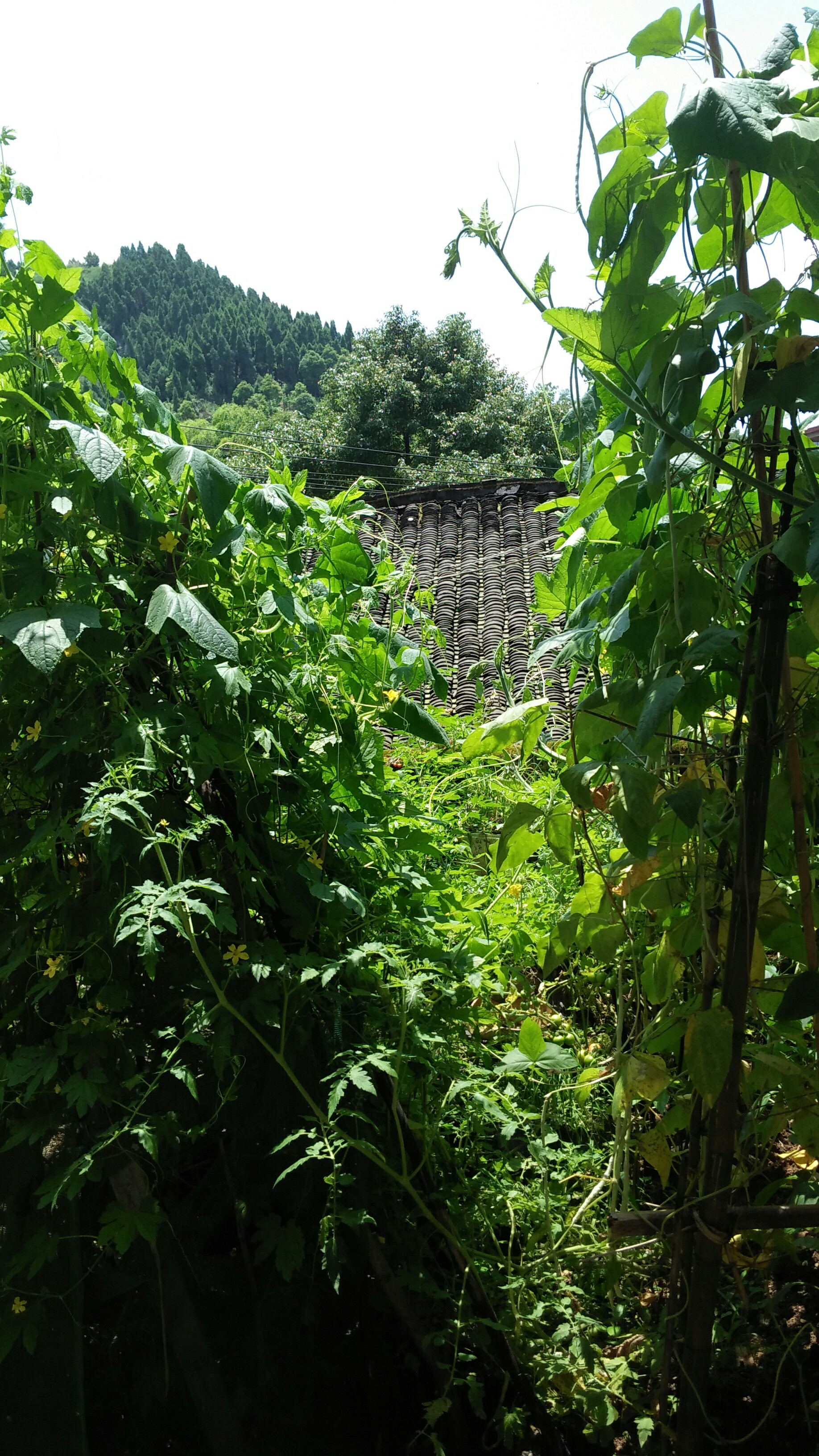 今天好热啊!这么大的太阳.