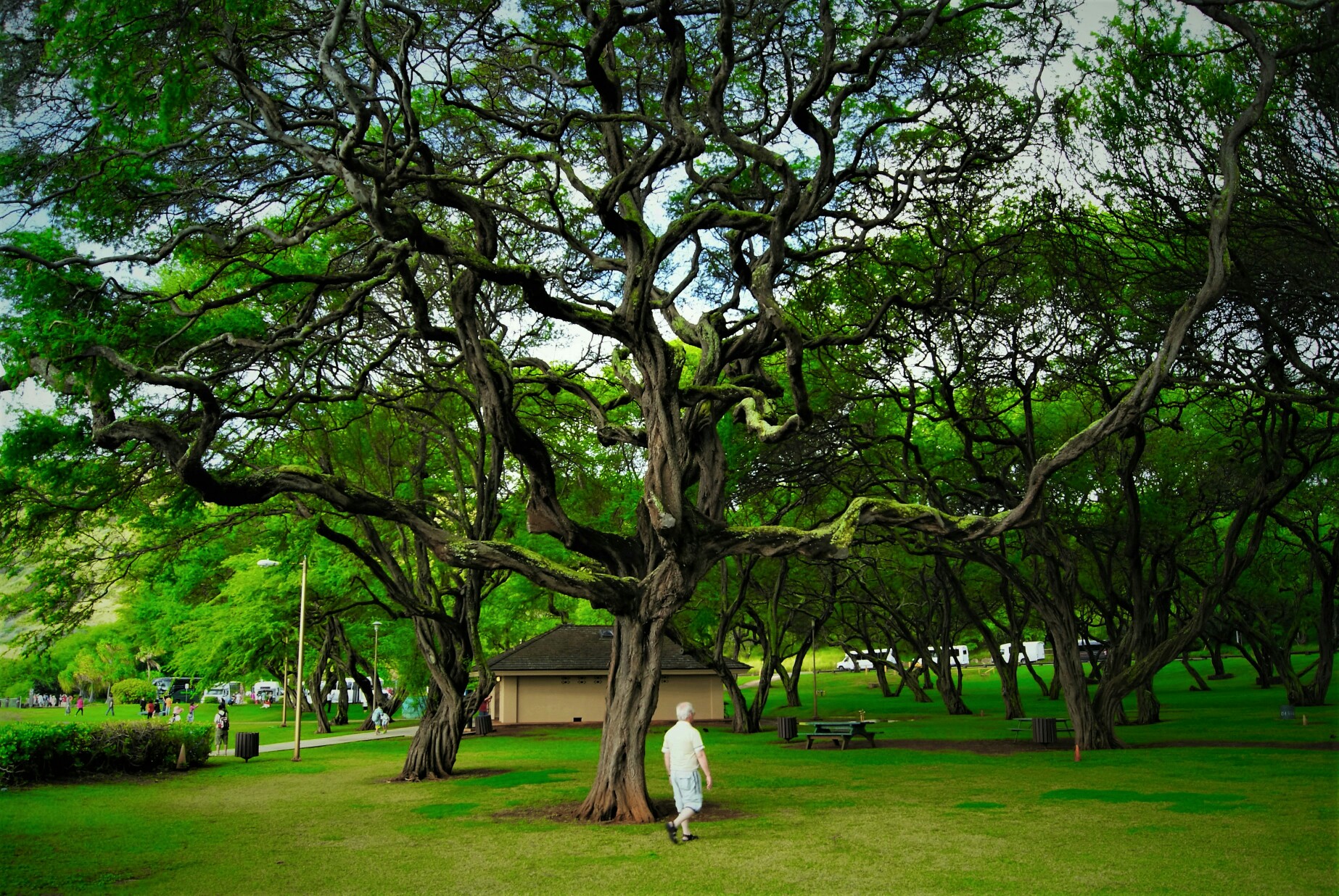 1,到恐龙湾路上的树——这树的树干弯曲扭转很